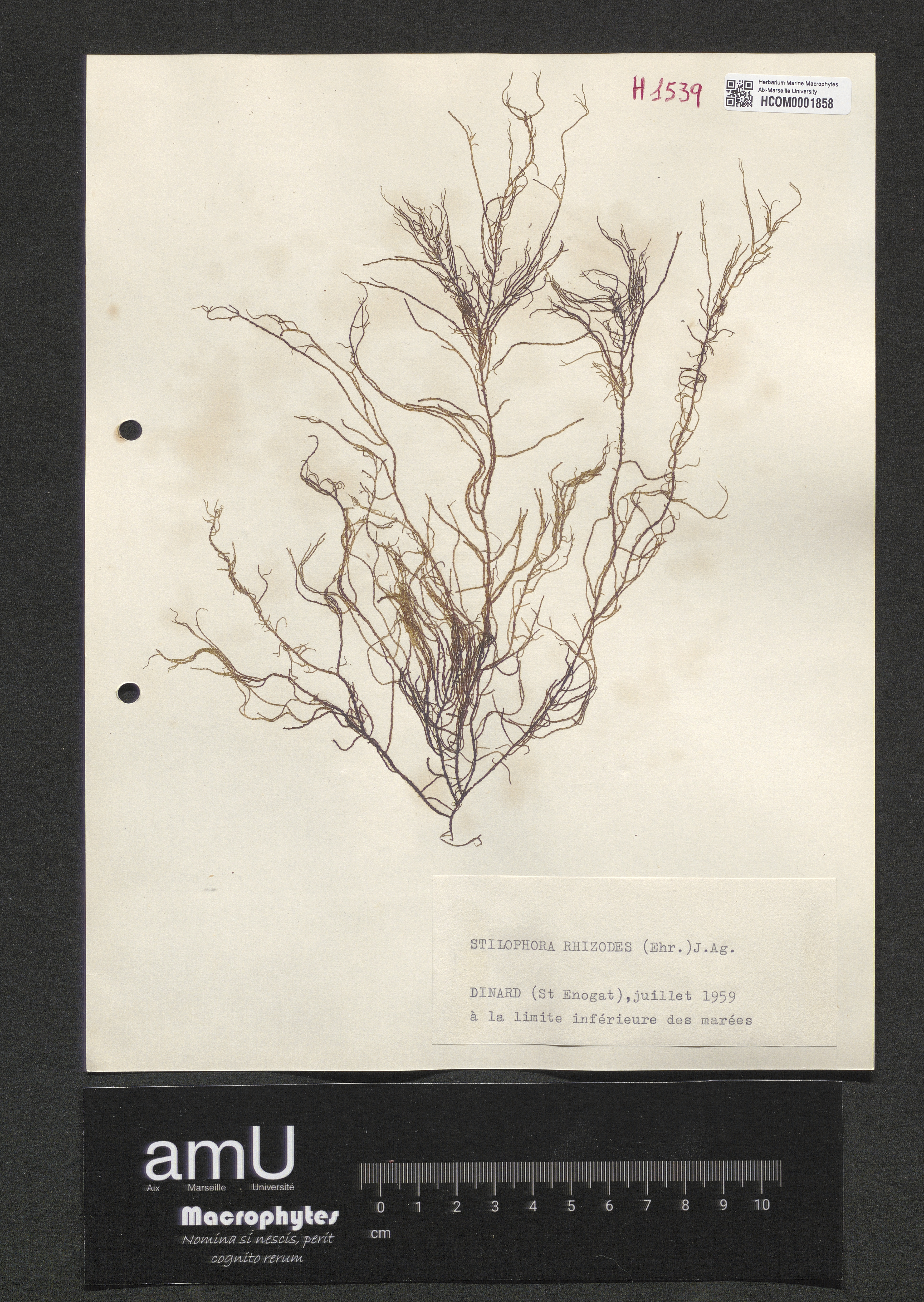 Stilophora rhizodes specimen