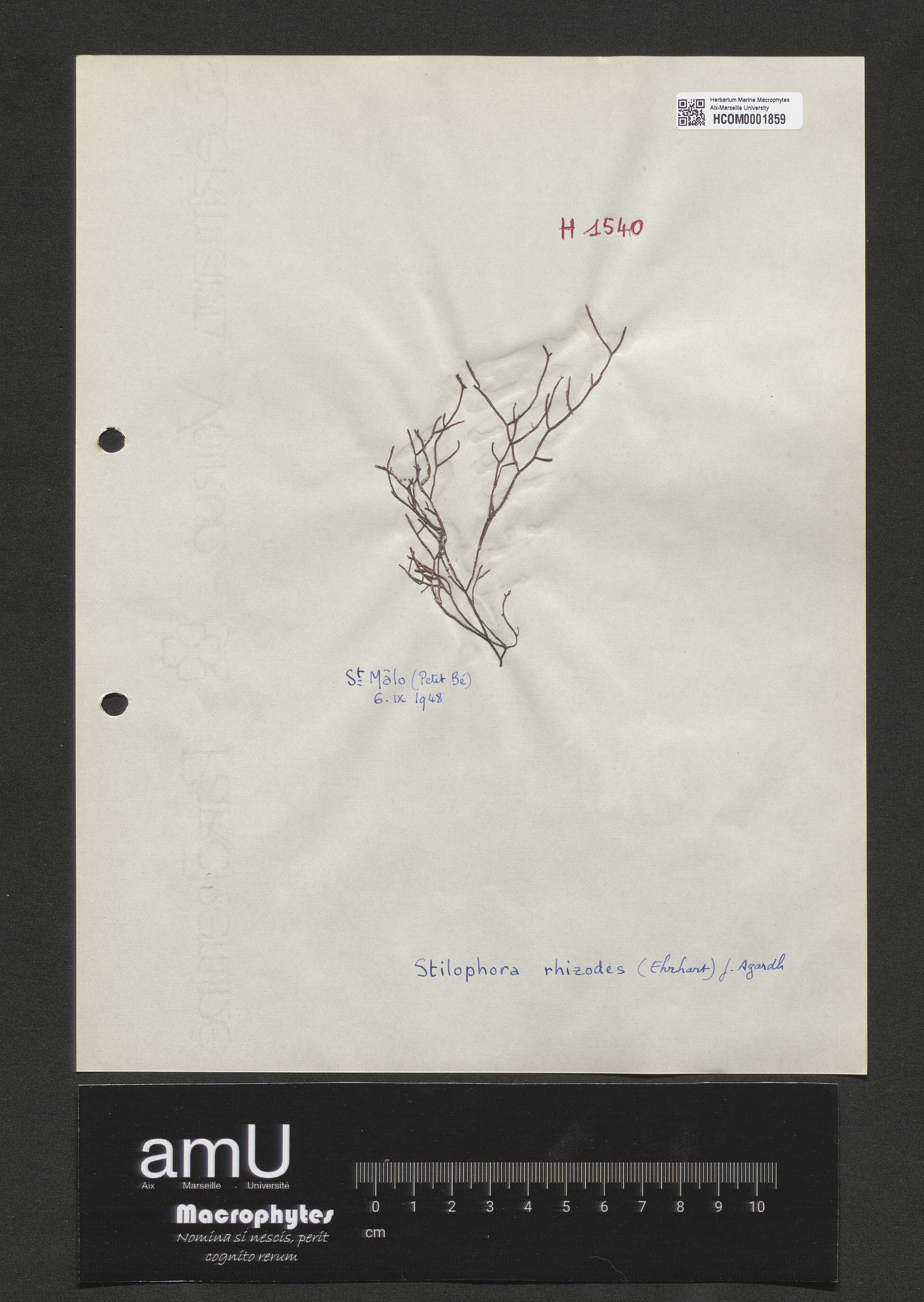 Stilophora rhizodes specimen