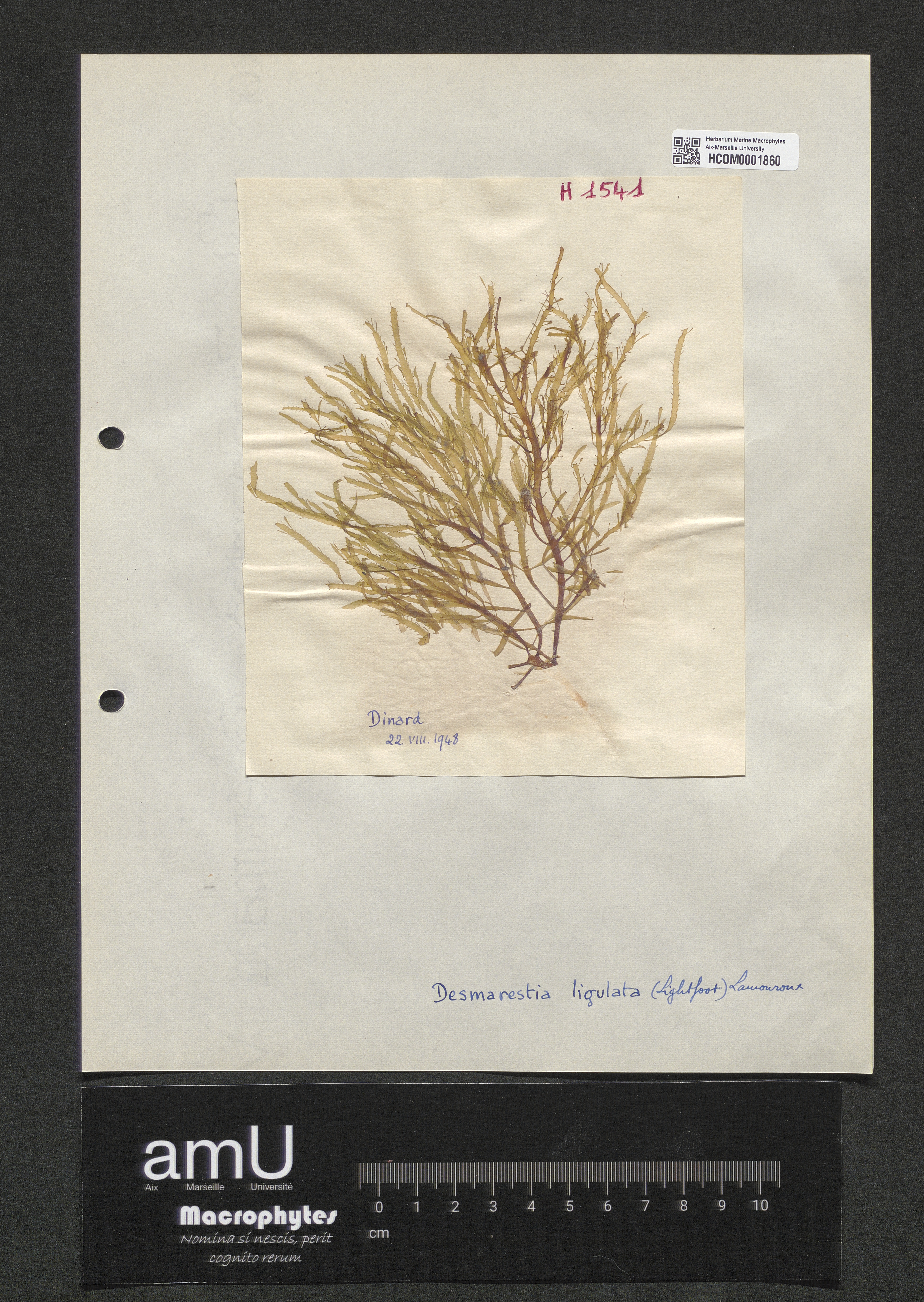 Desmarestia ligulata specimen
