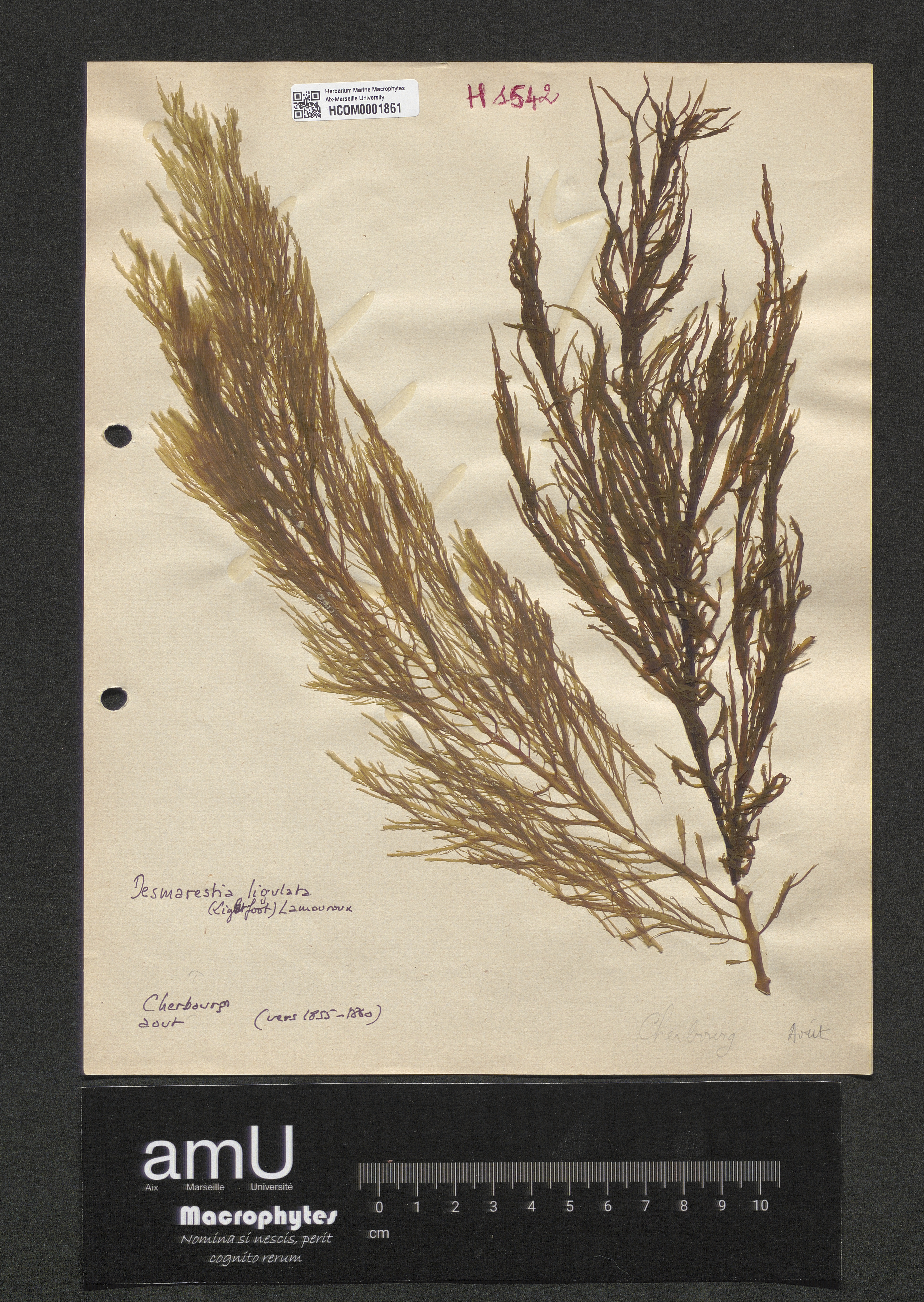 Desmarestia ligulata specimen