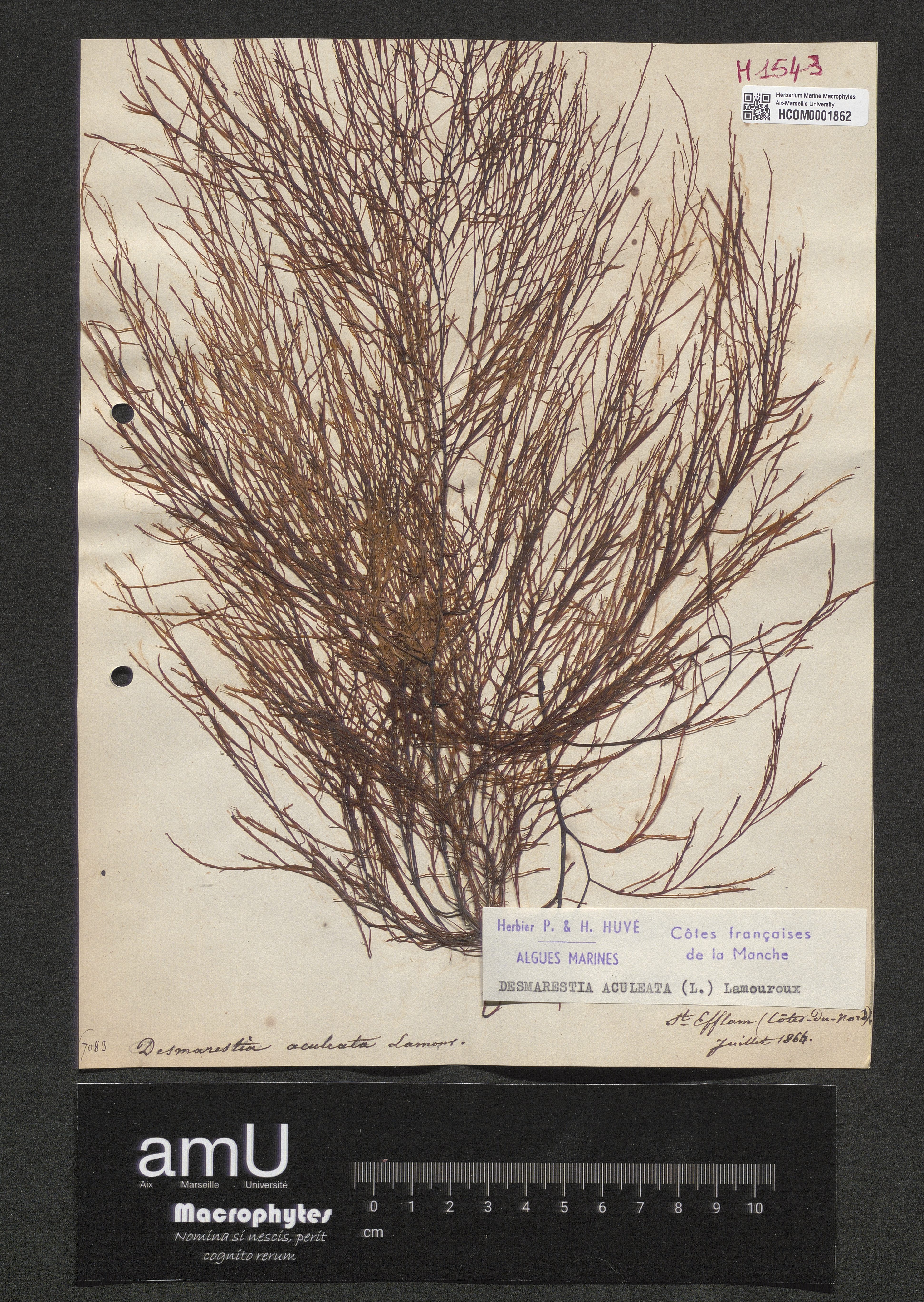 Desmarestia aculeata specimen