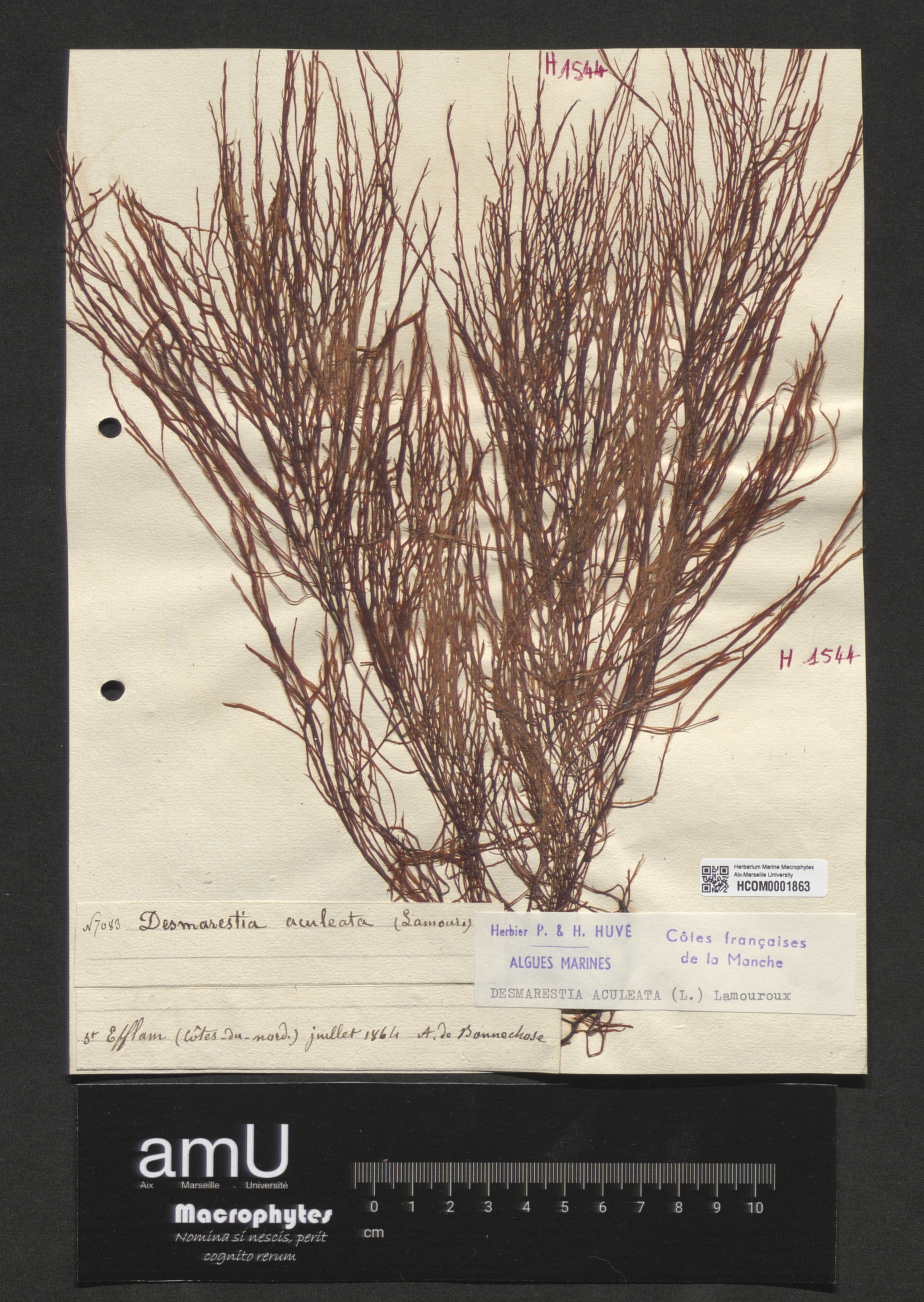 Desmarestia aculeata specimen