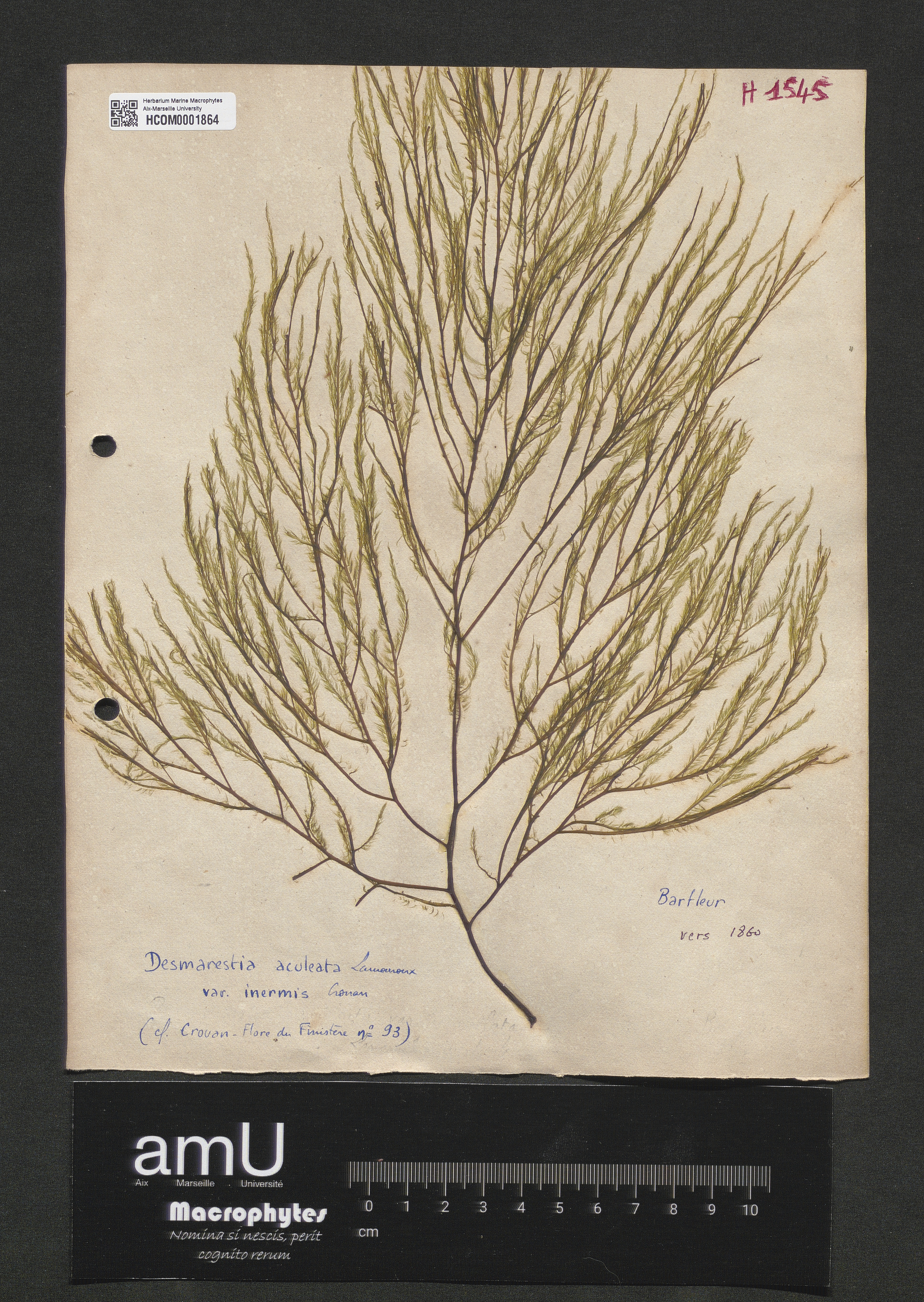 Desmarestia aculeata var. inermis Crouan specimen