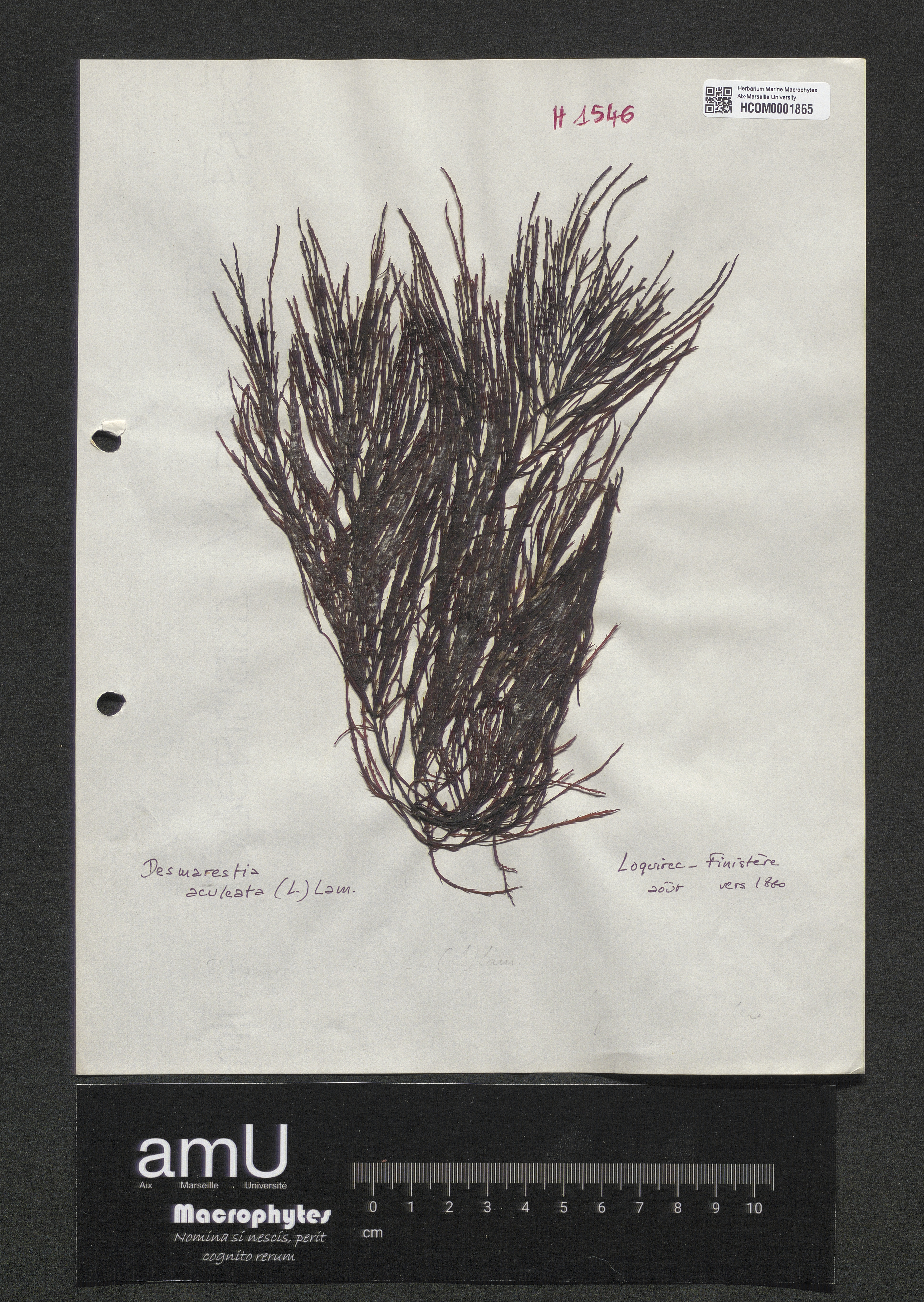 Desmarestia aculeata var. inermis Crouan specimen