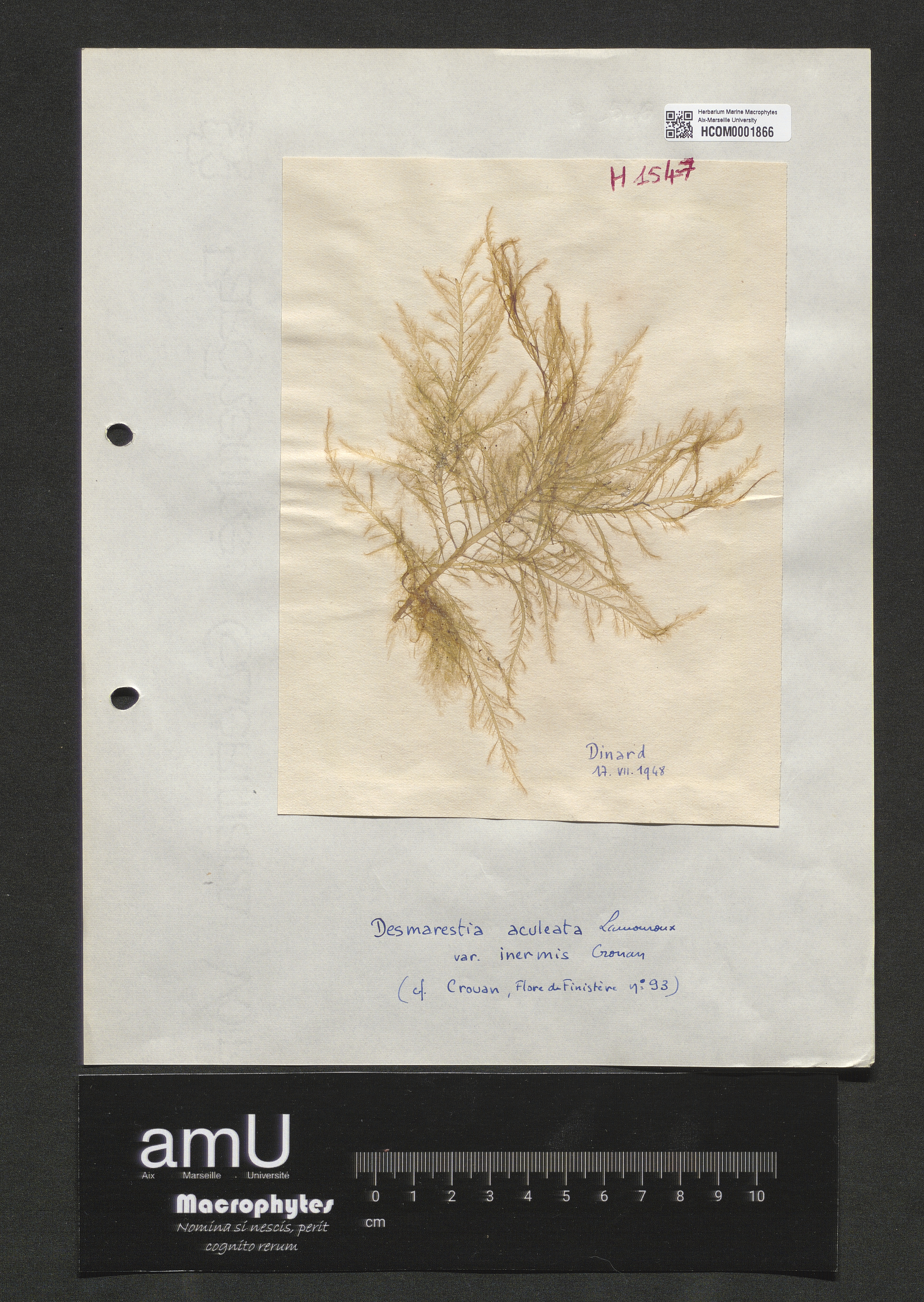 Desmarestia aculeata var. inermis Crouan specimen