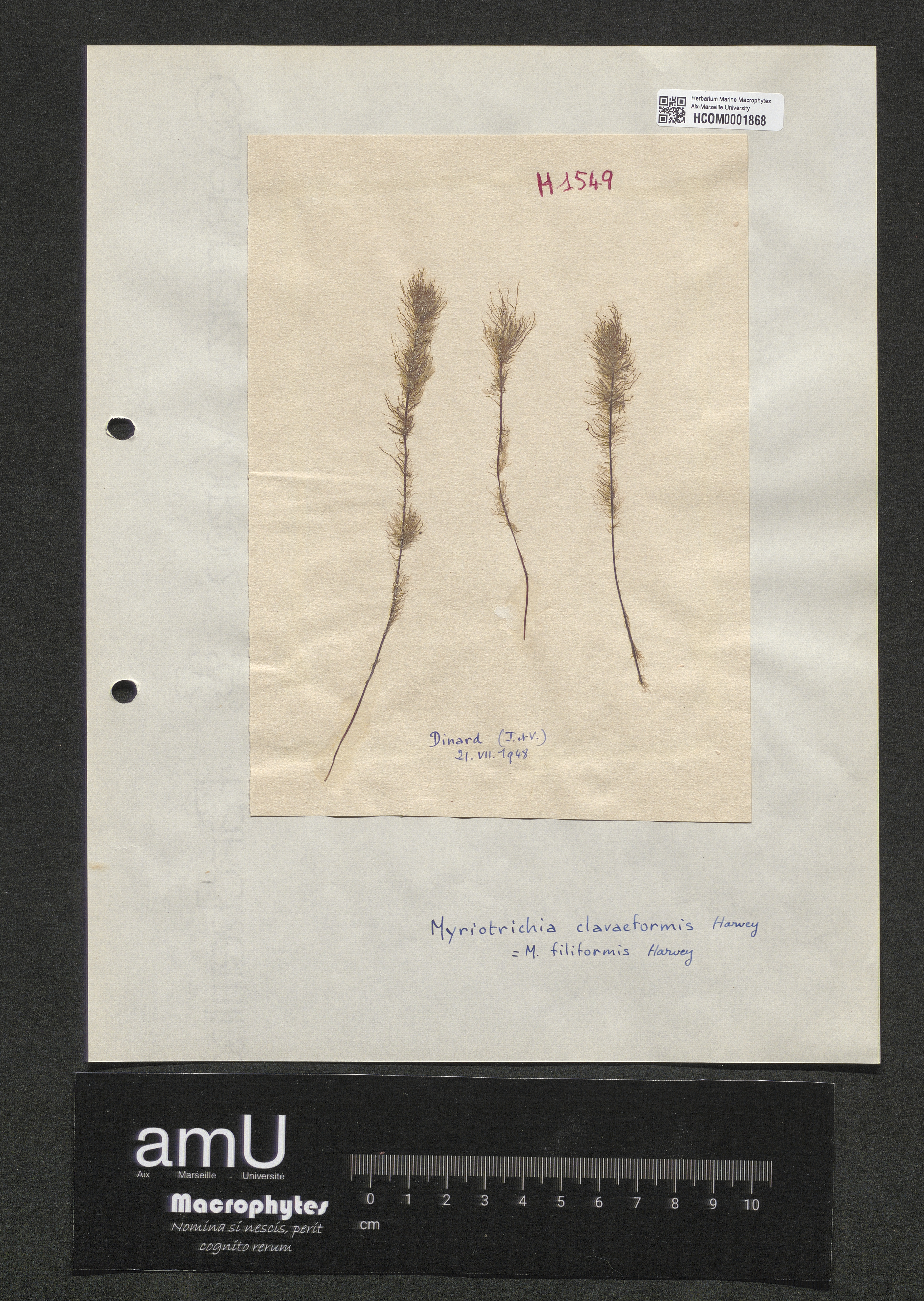 Myriotrichia clavaeformis specimen