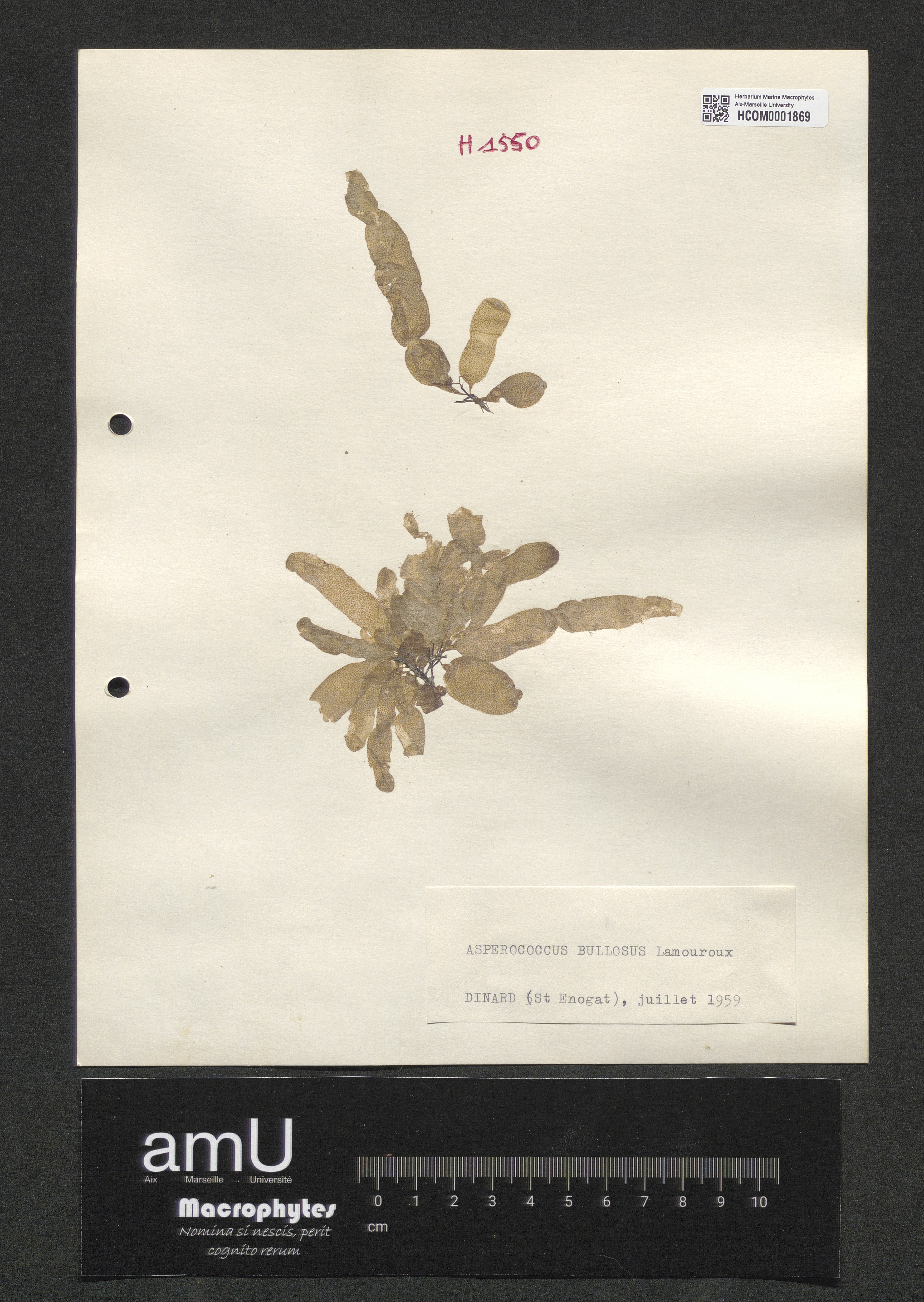 Asperococcus bullosus specimen