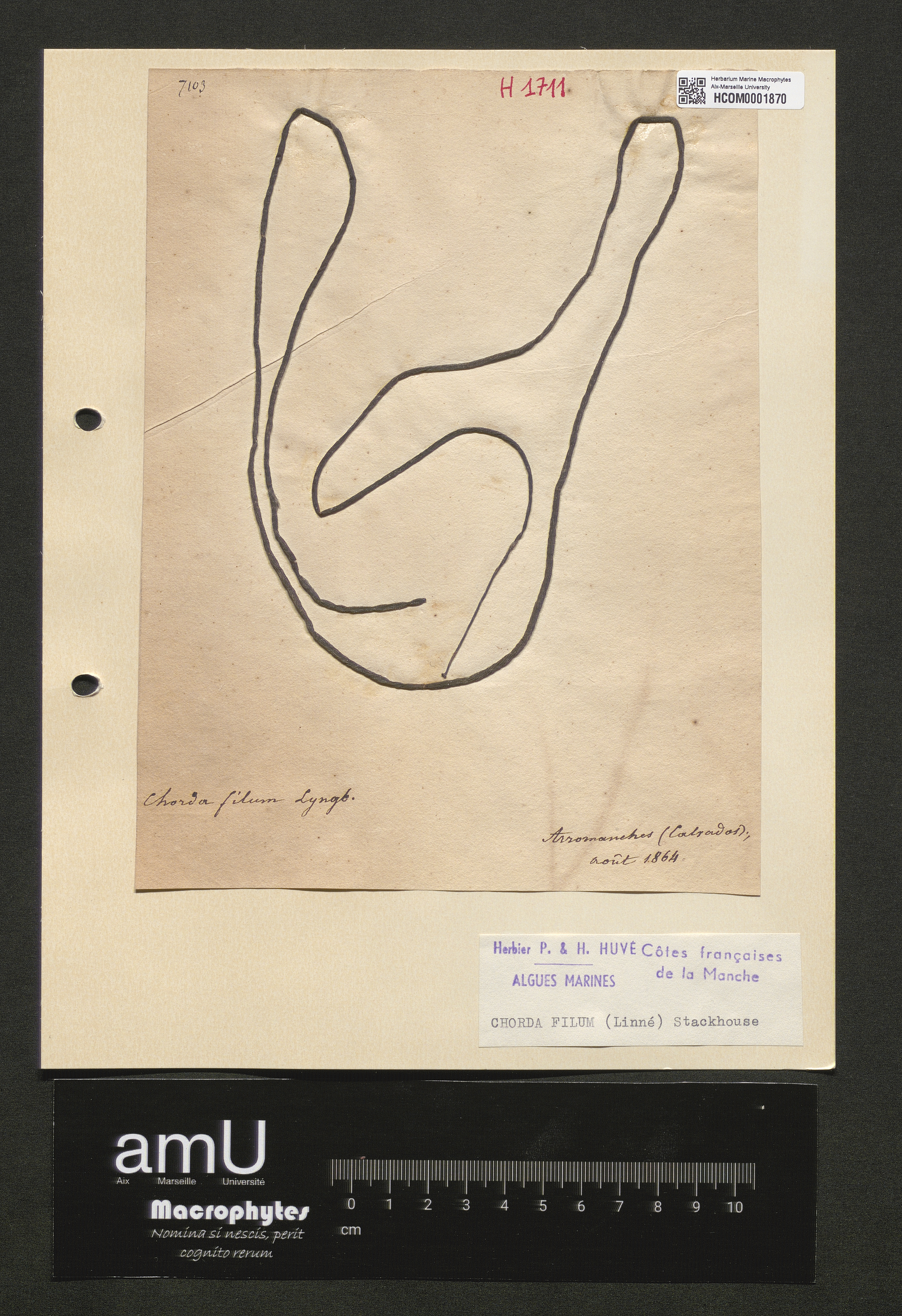 Chorda filum specimen