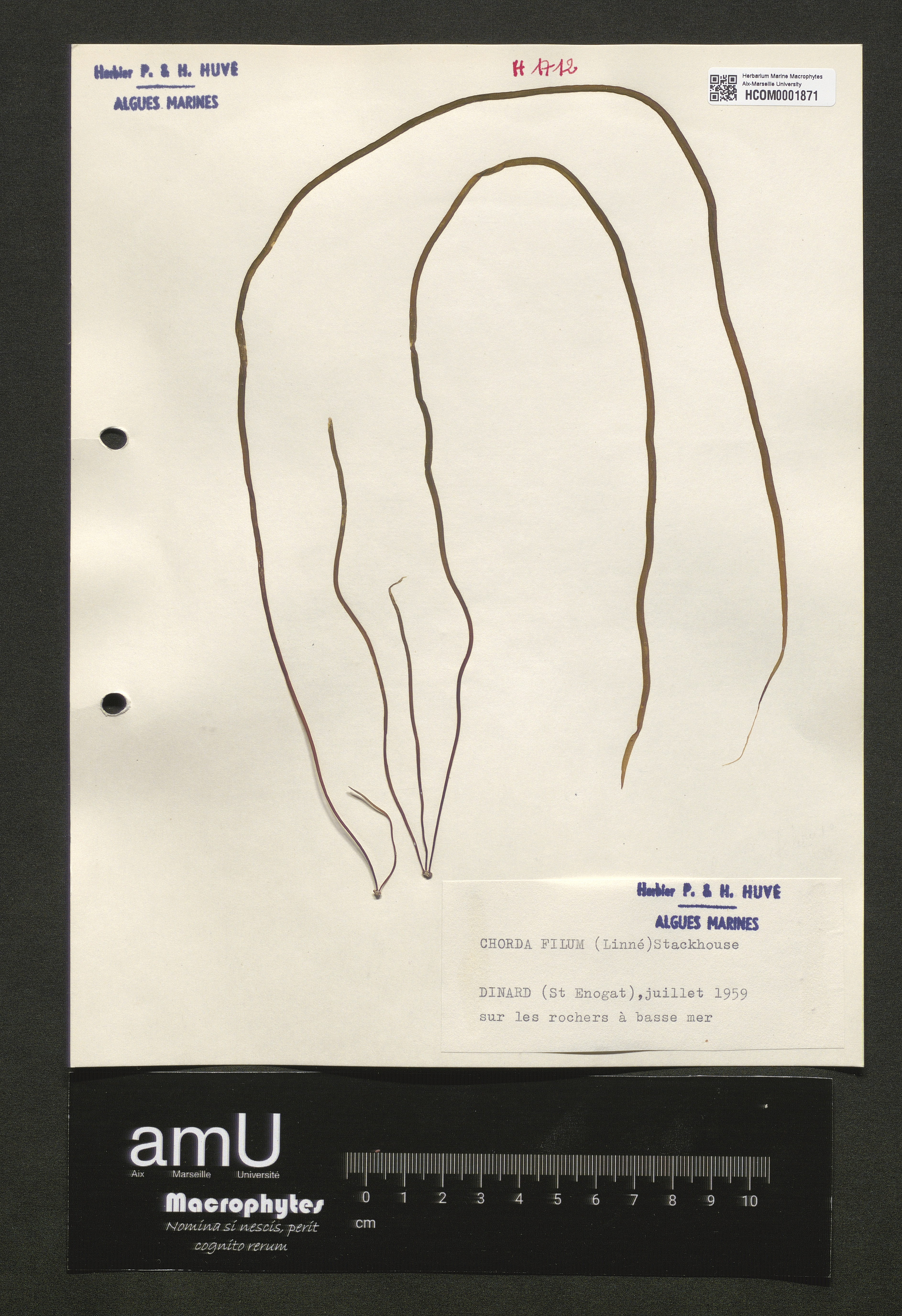 Chorda filum specimen