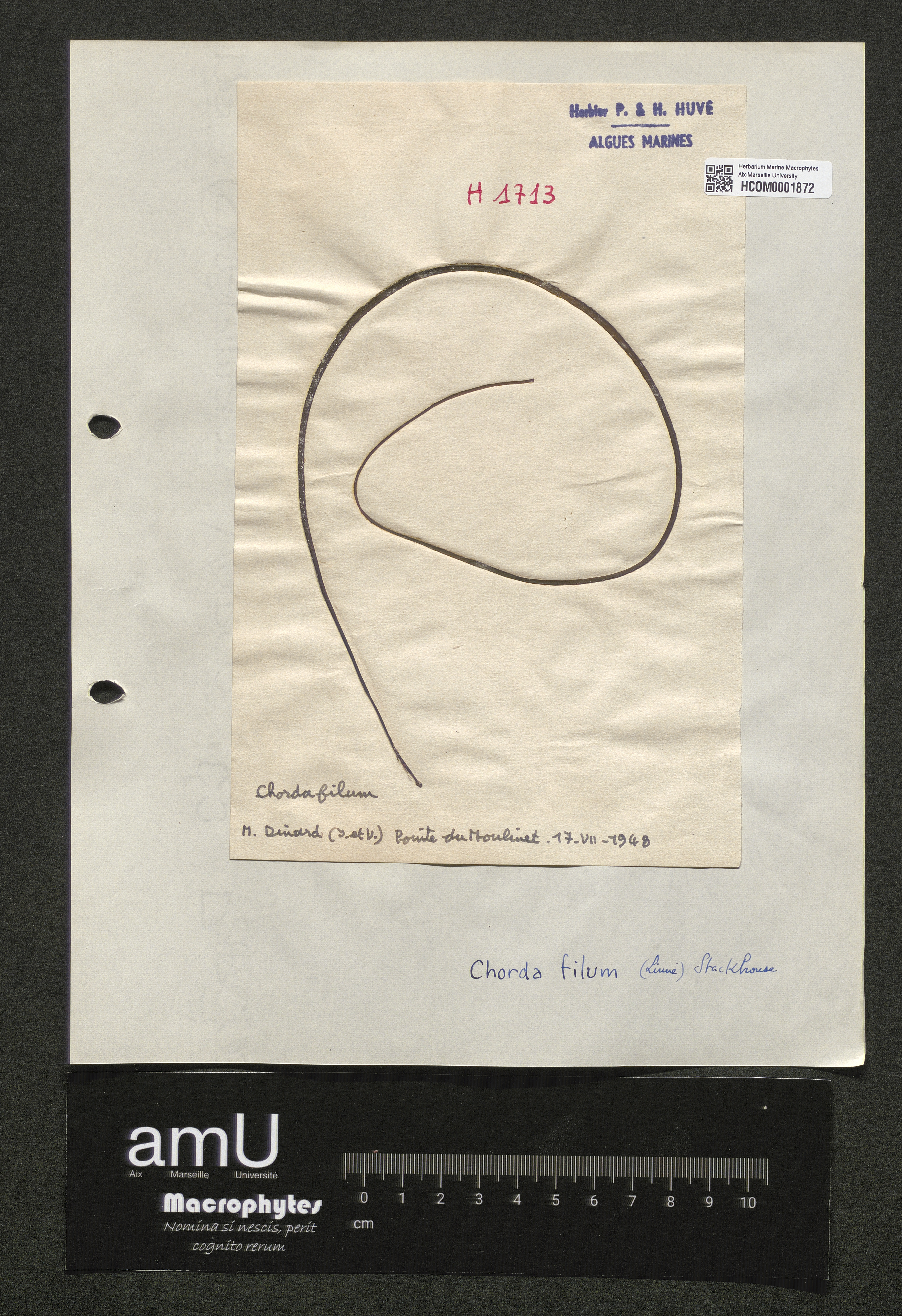 Chorda filum specimen
