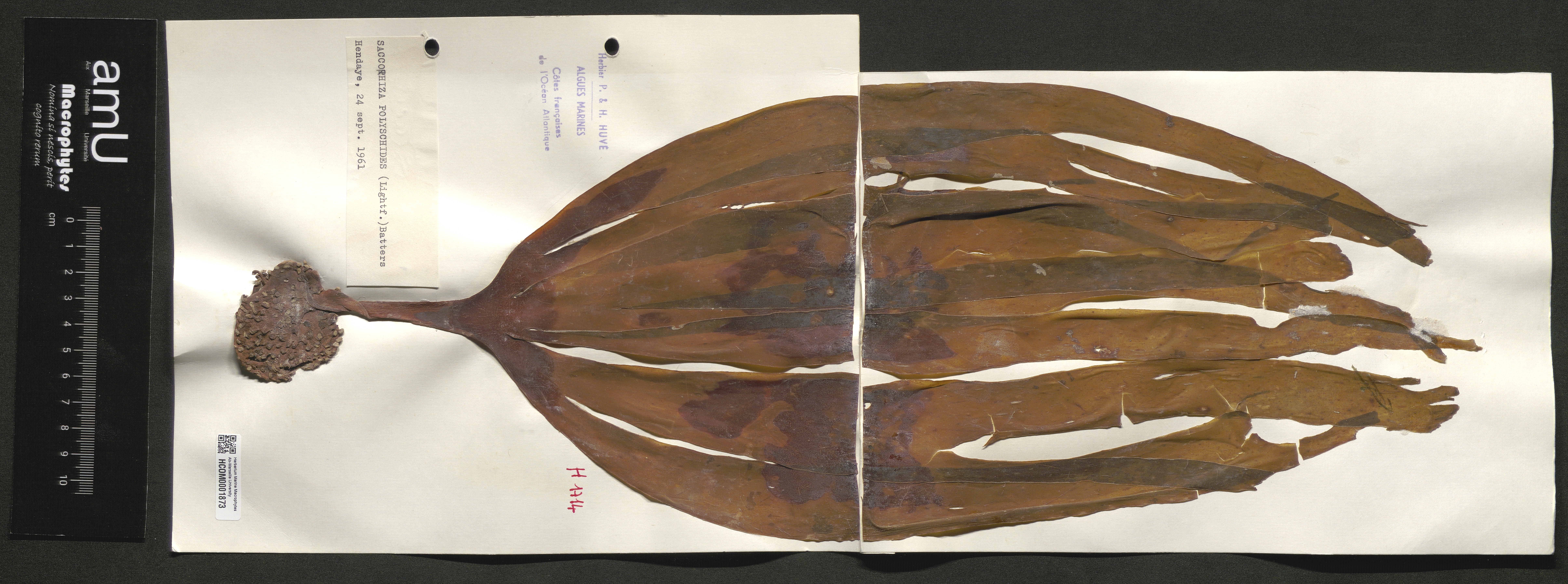 Saccorhiza polyschides specimen