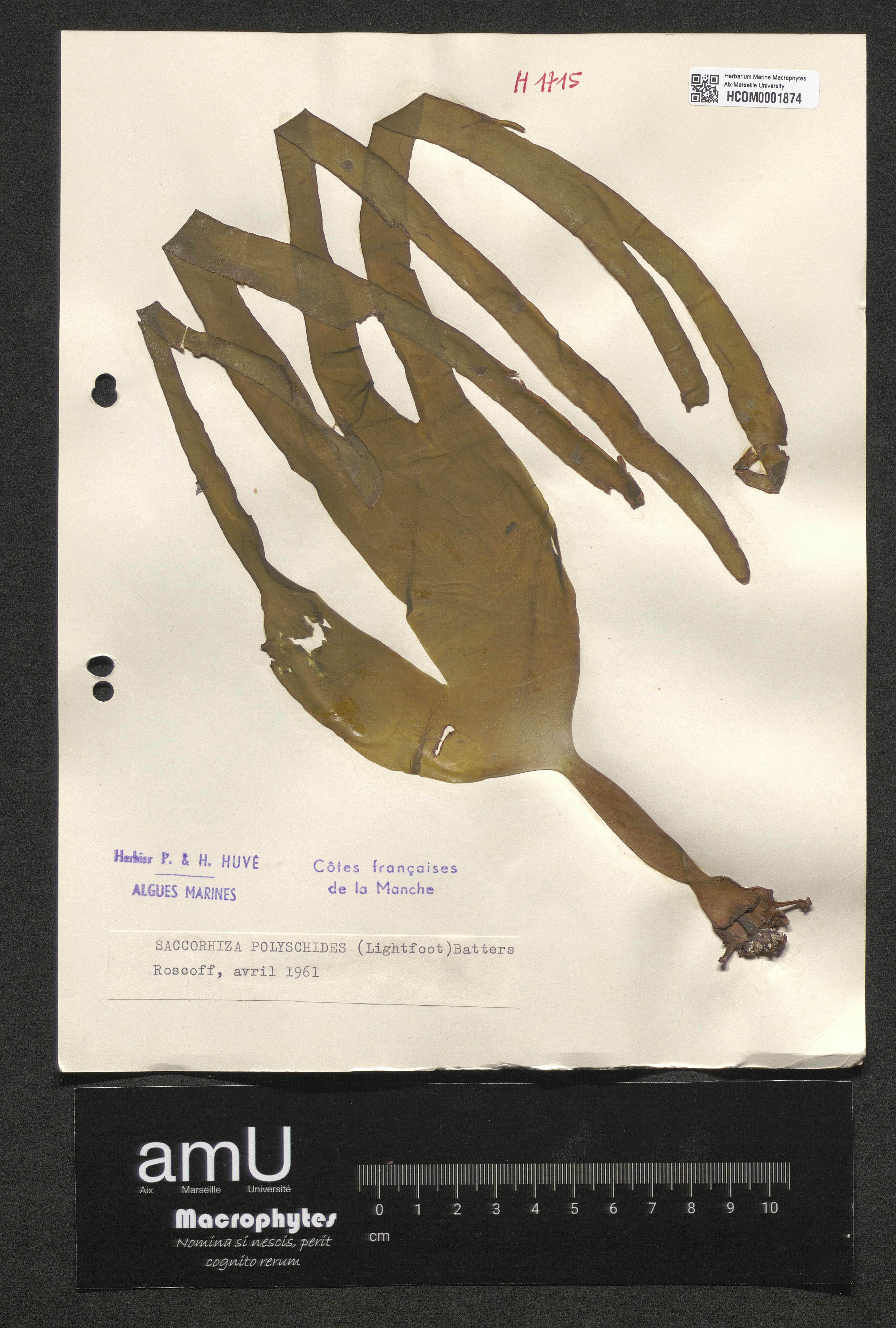 Saccorhiza polyschides specimen