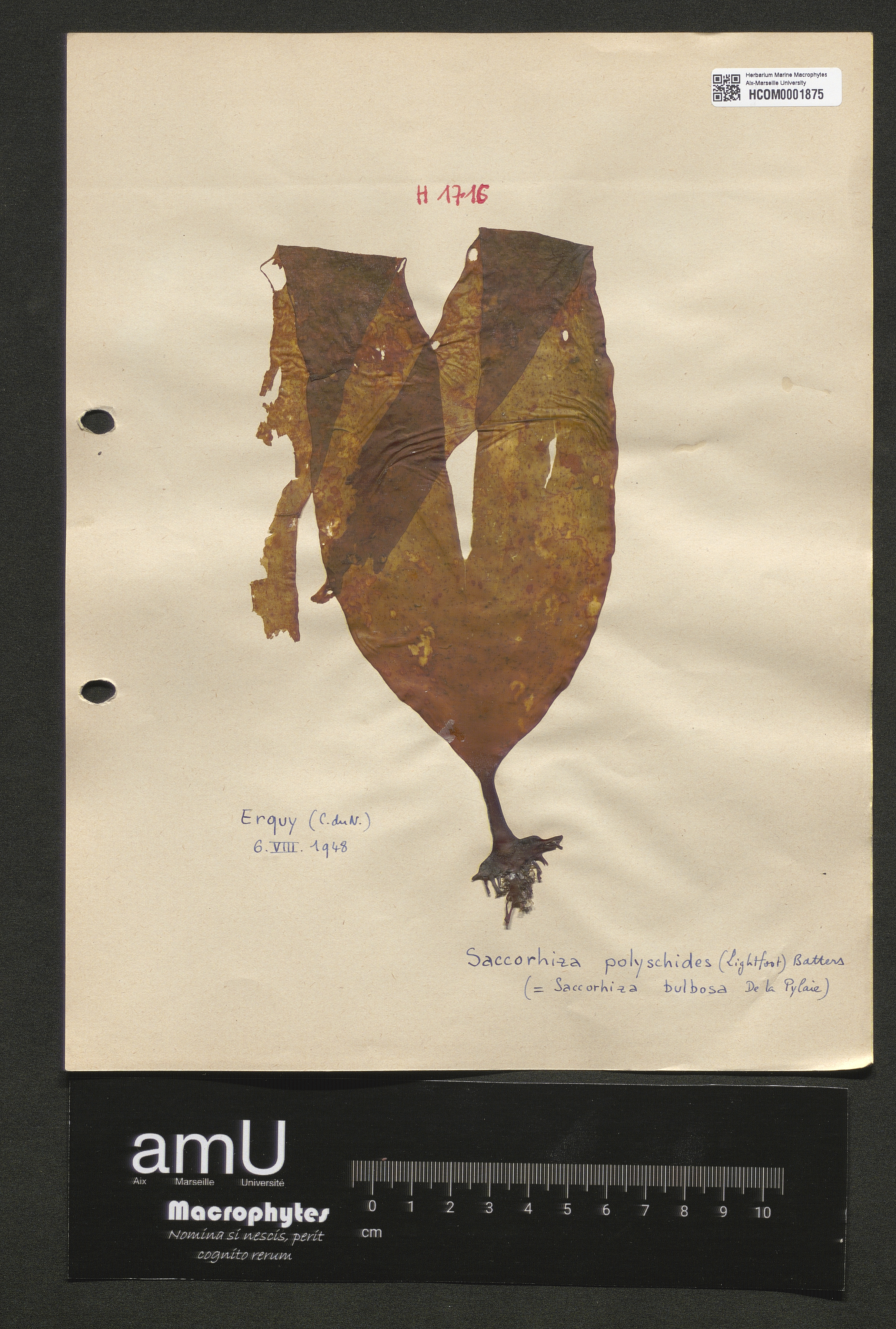 Saccorhiza polyschides specimen