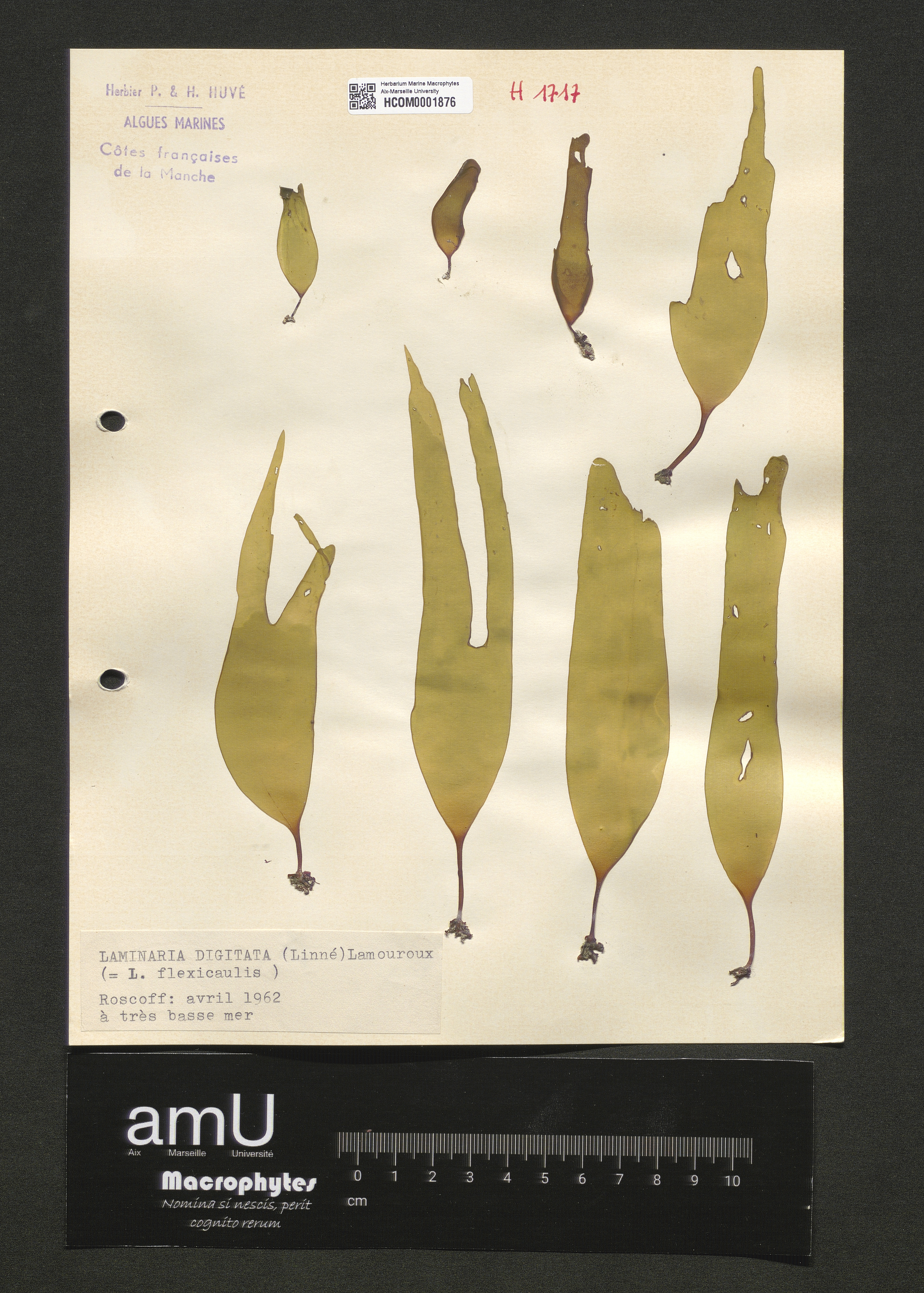 Laminaria digitata specimen