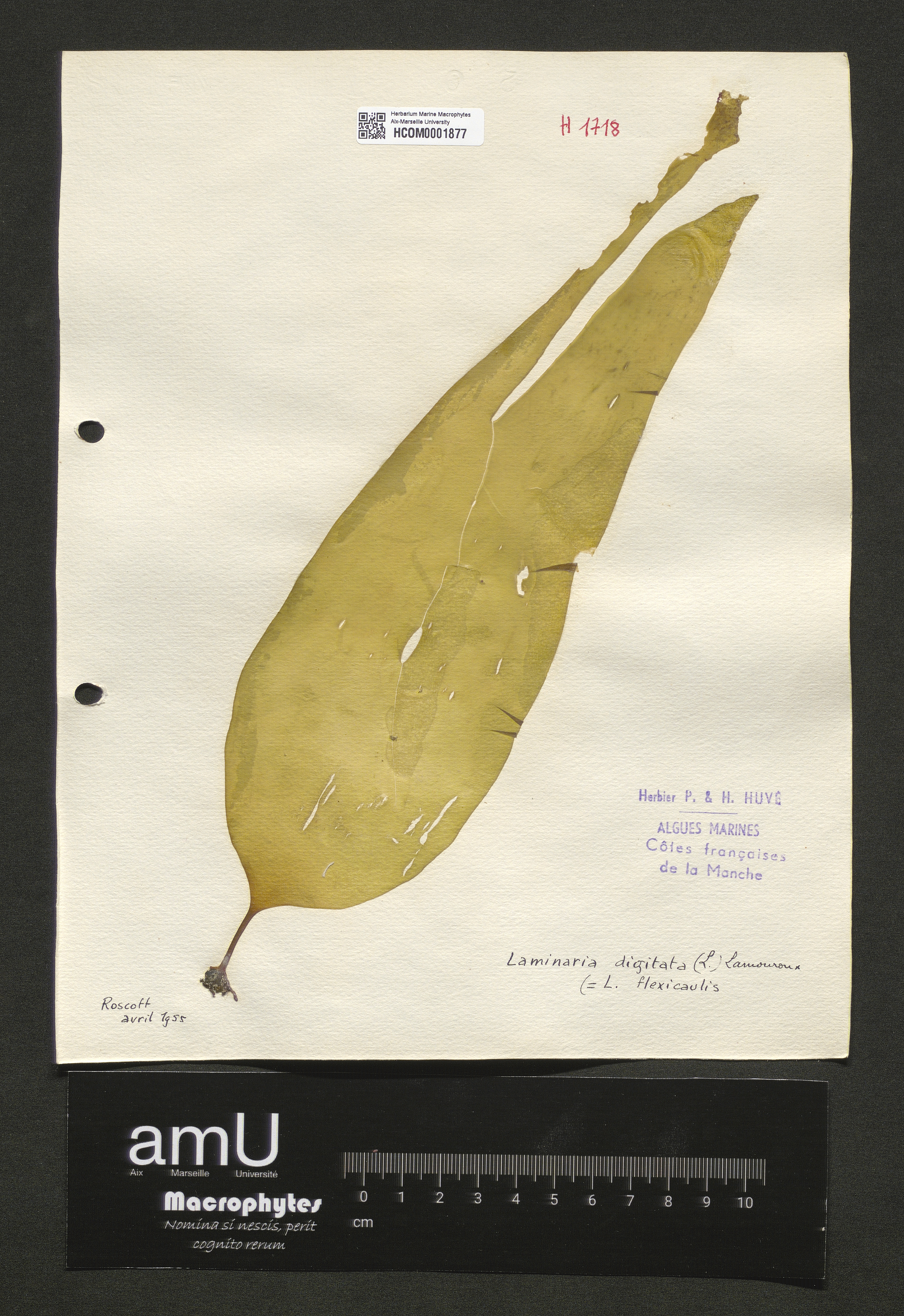 Laminaria digitata specimen