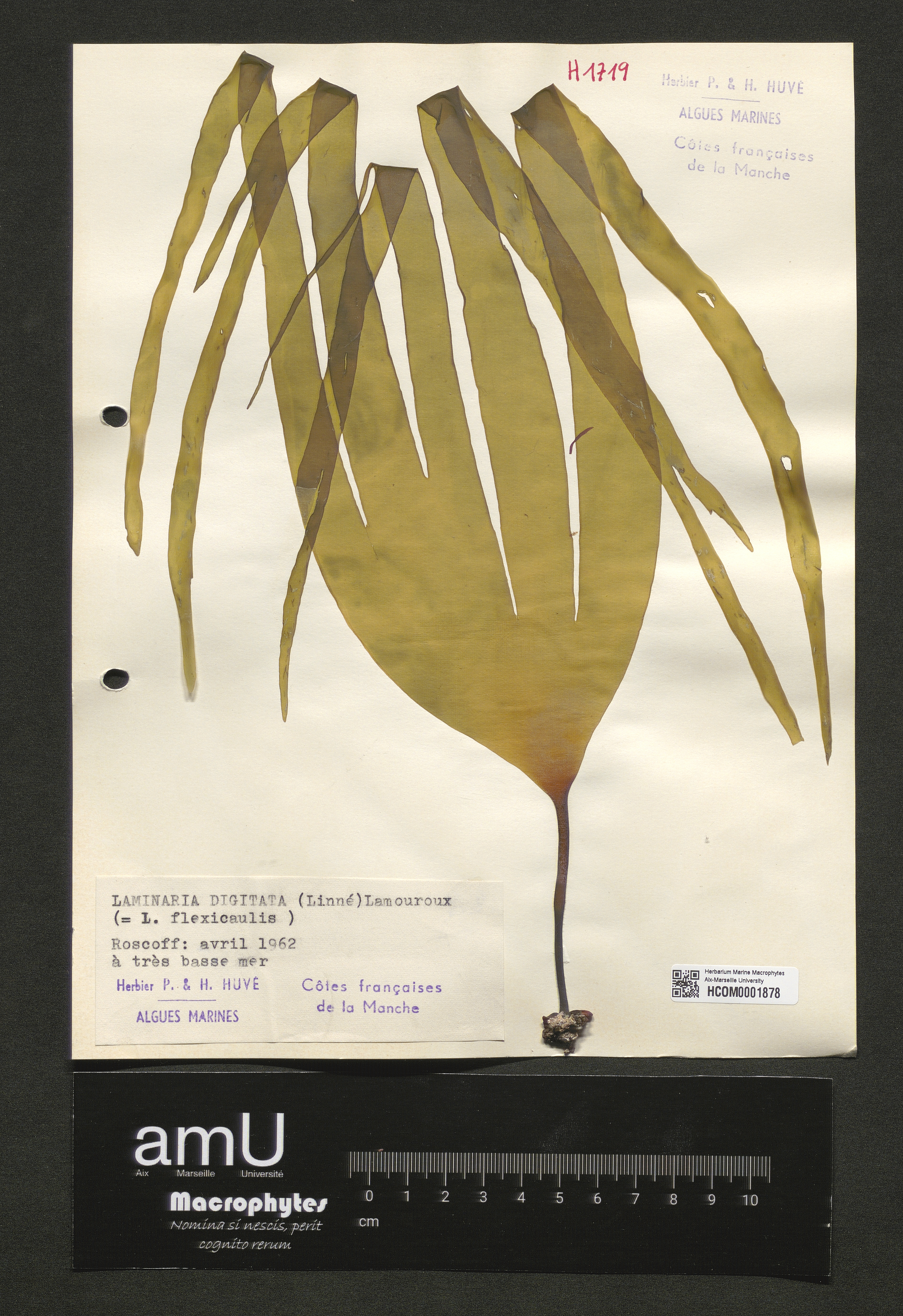 Laminaria digitata specimen