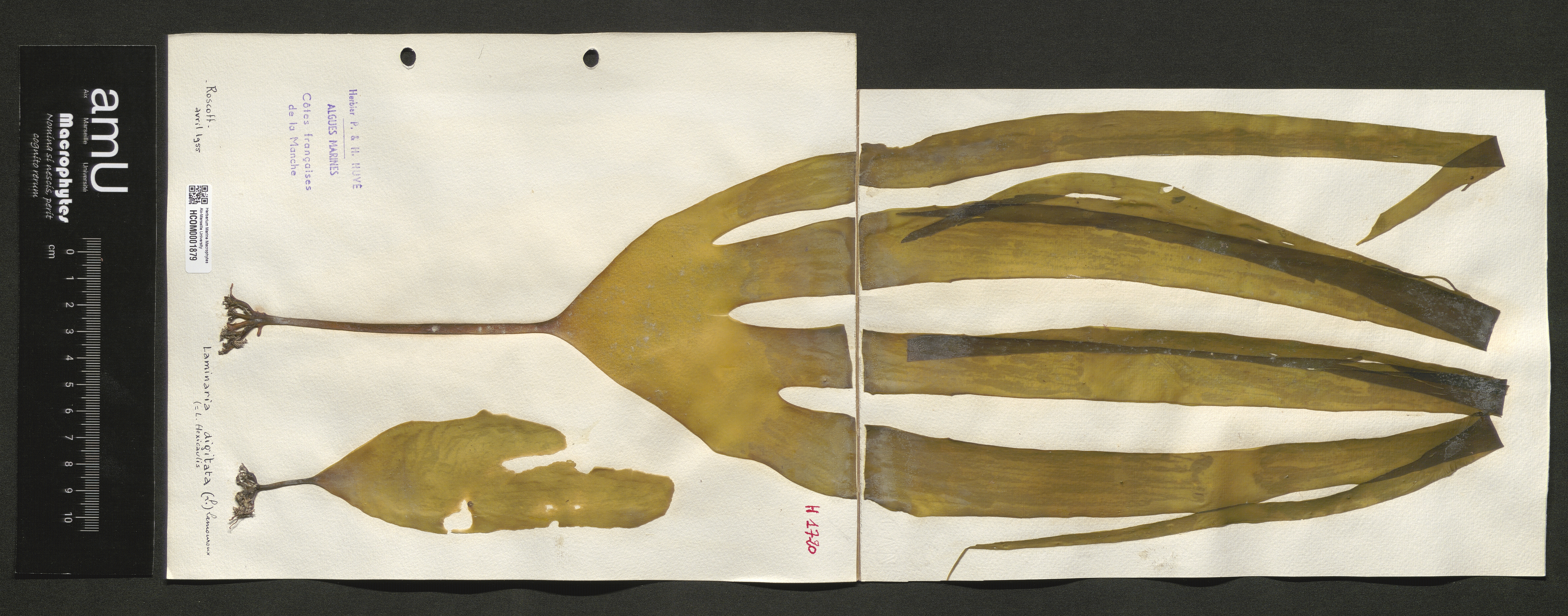 Laminaria digitata specimen