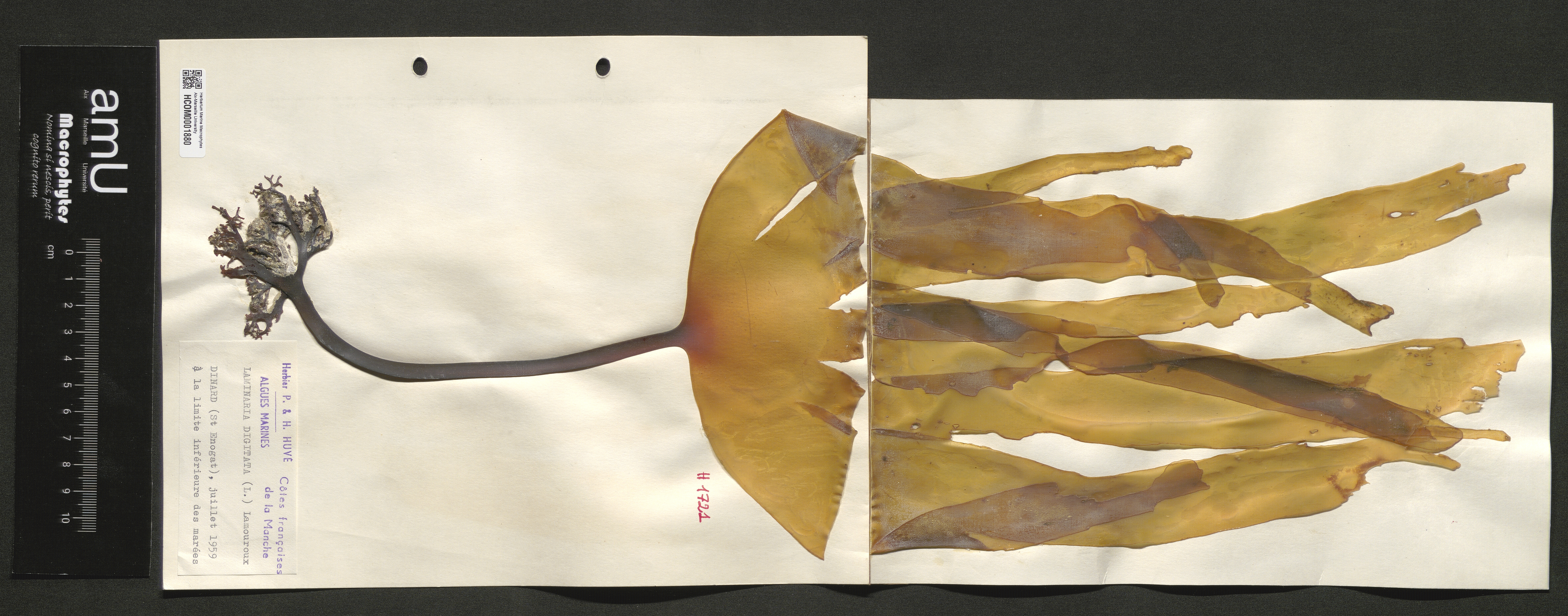Laminaria digitata specimen
