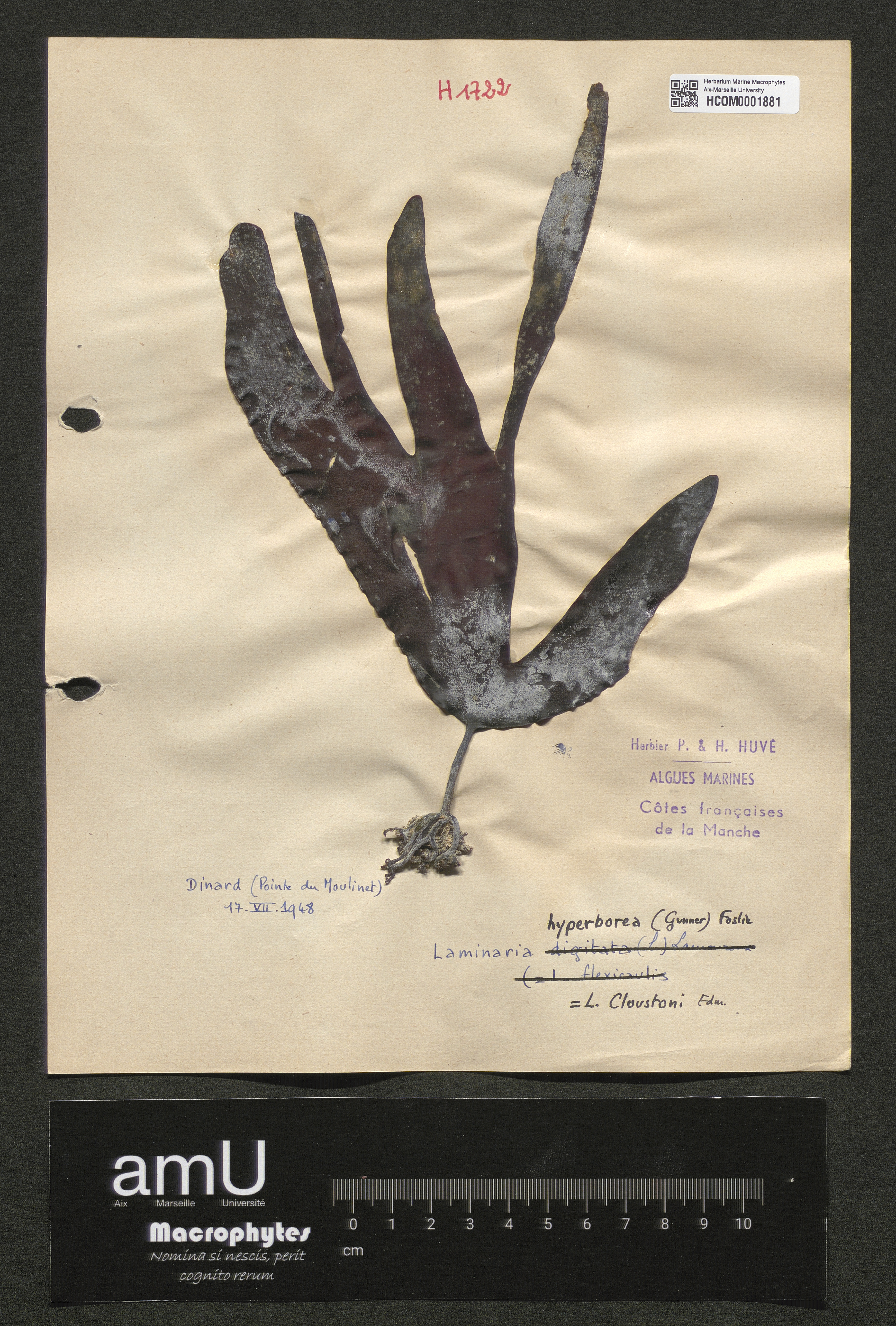 Laminaria hyperborea specimen