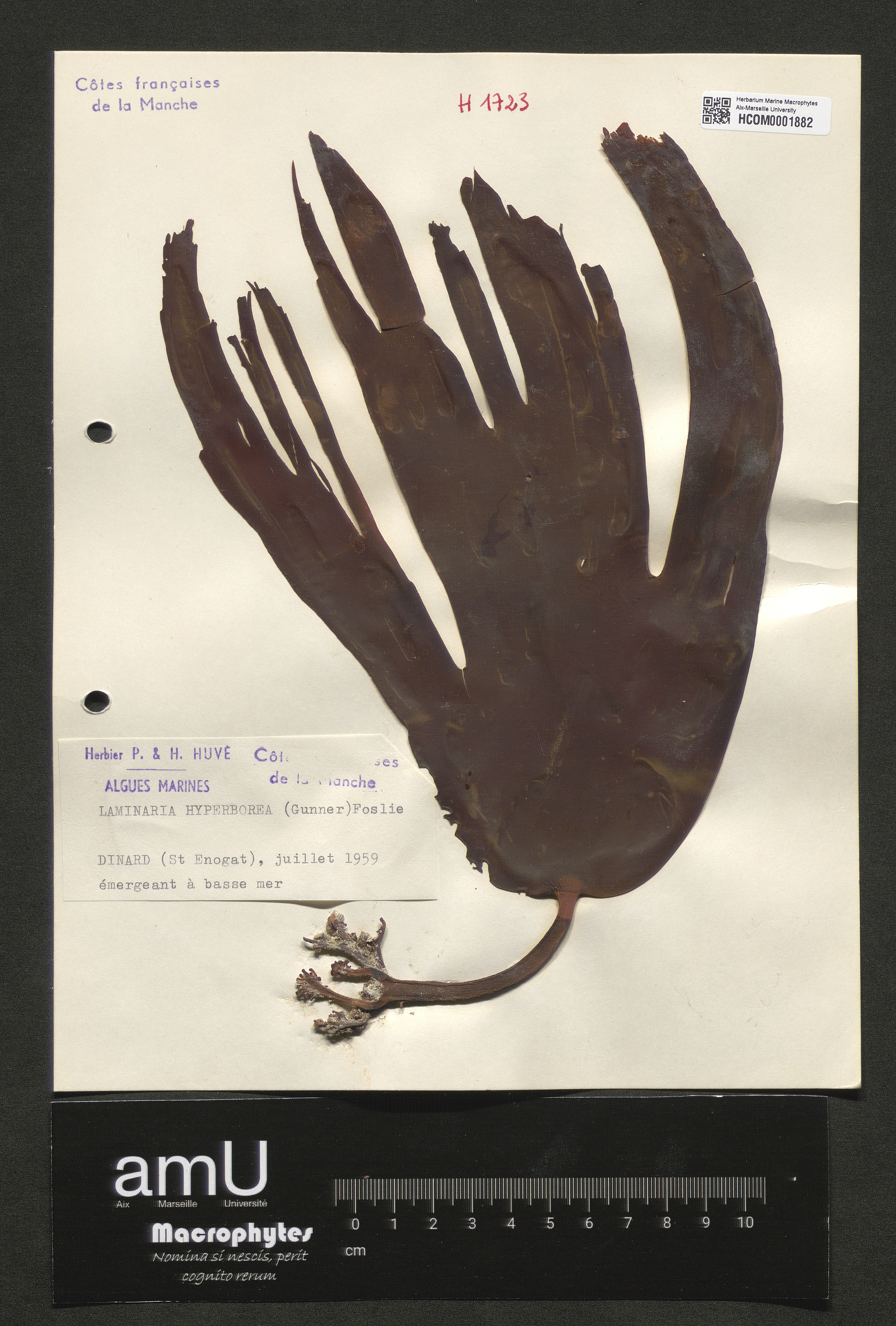 Laminaria hyperborea specimen