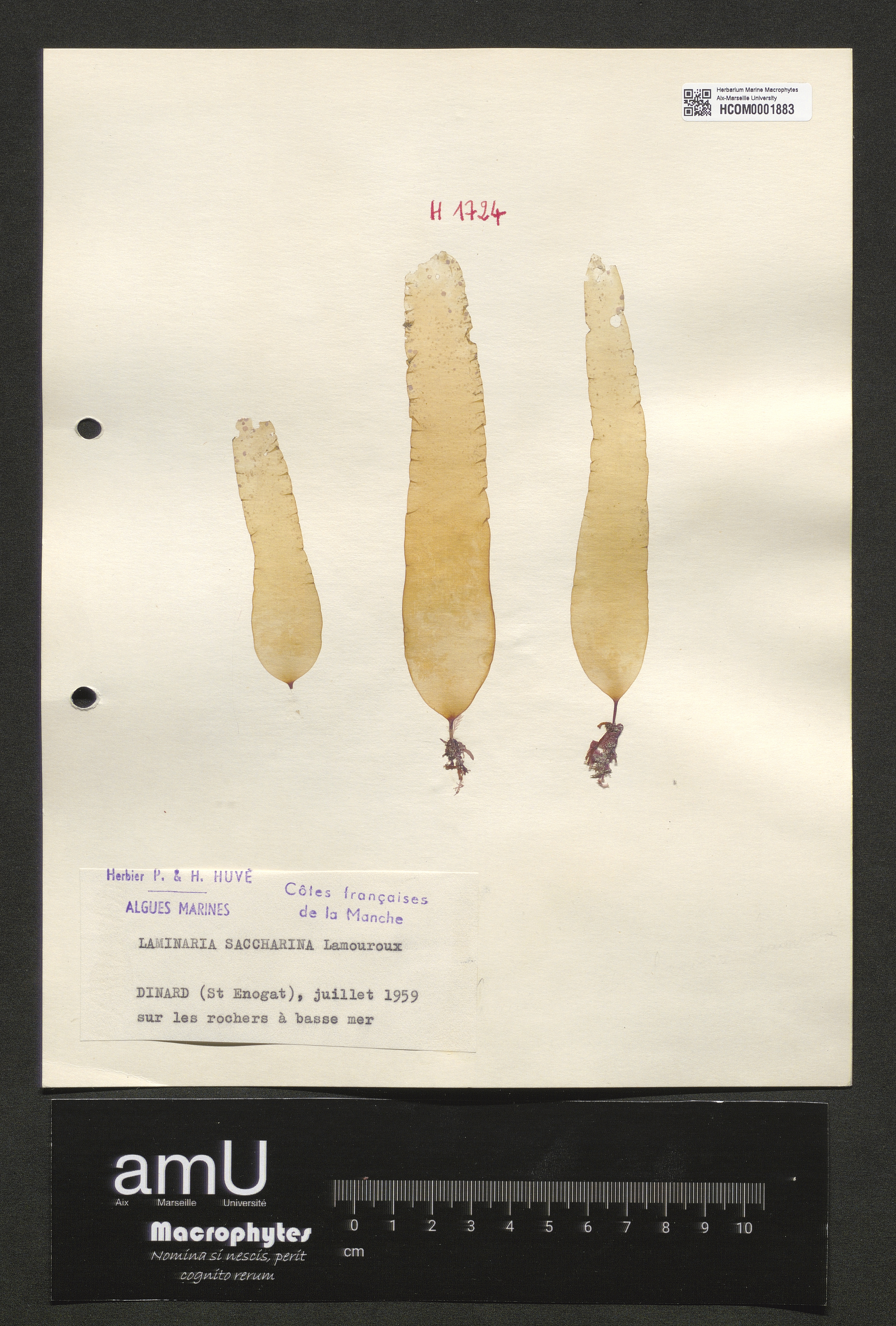 Laminaria saccharina specimen