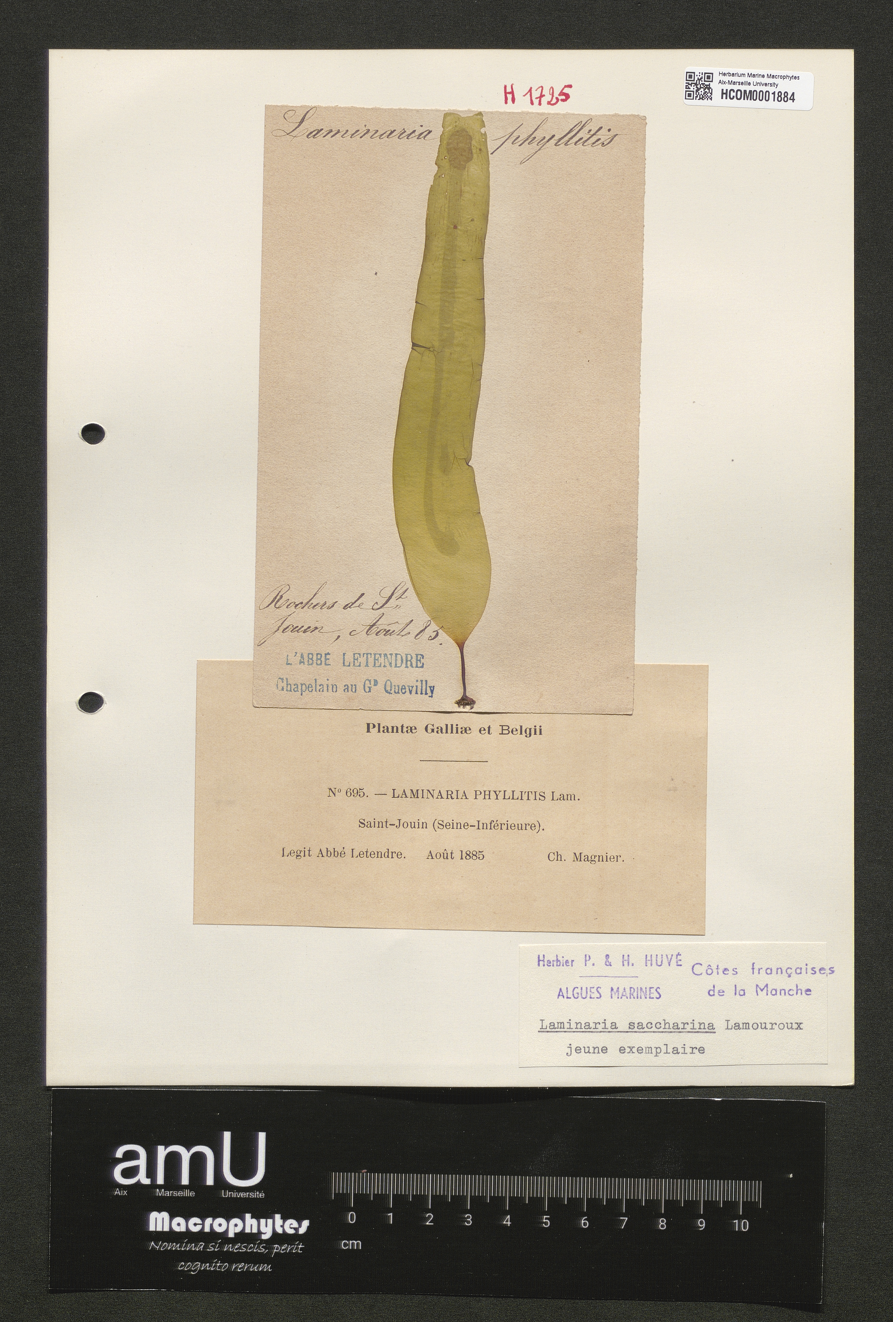 Laminaria saccharina specimen