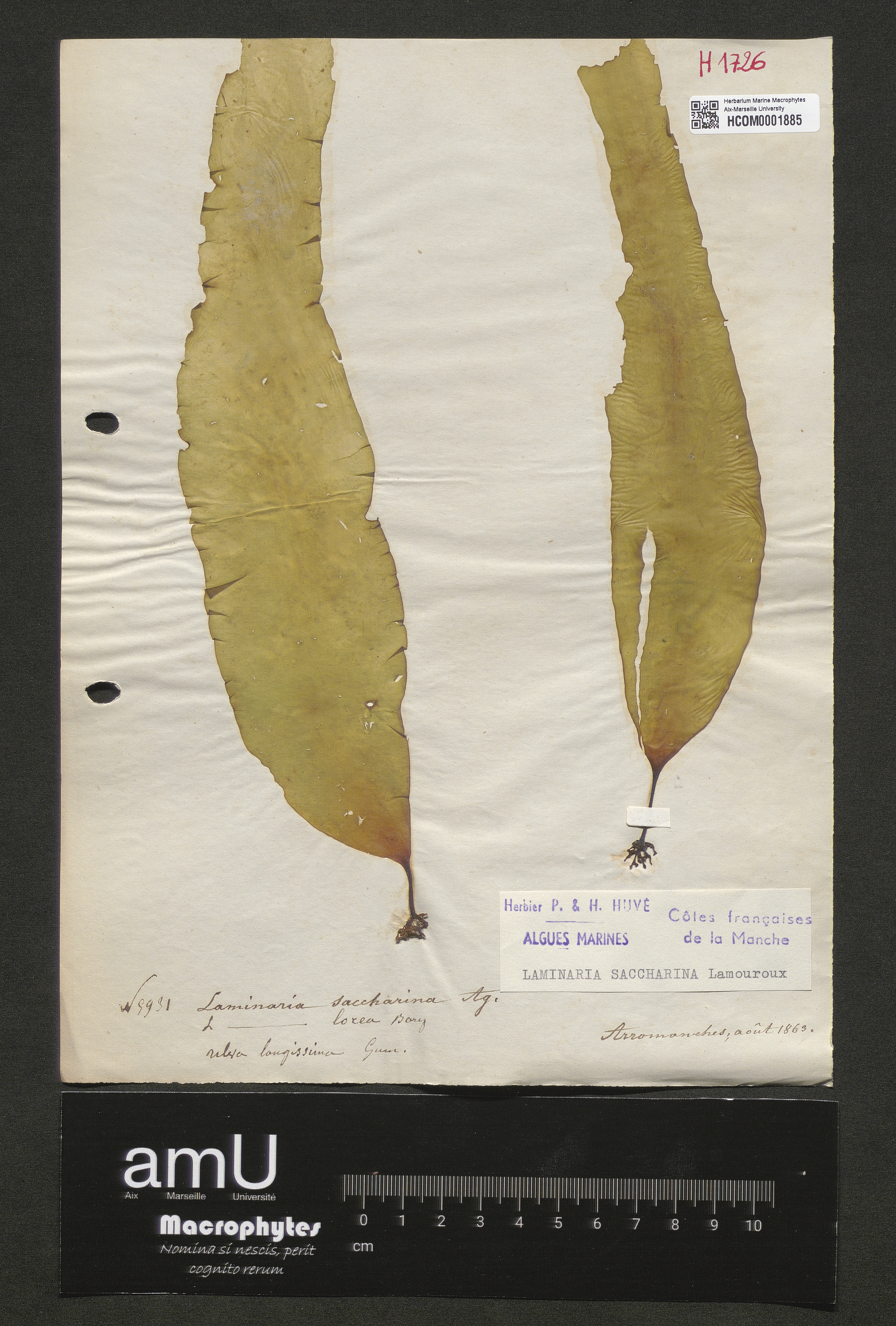 Laminaria saccharina specimen