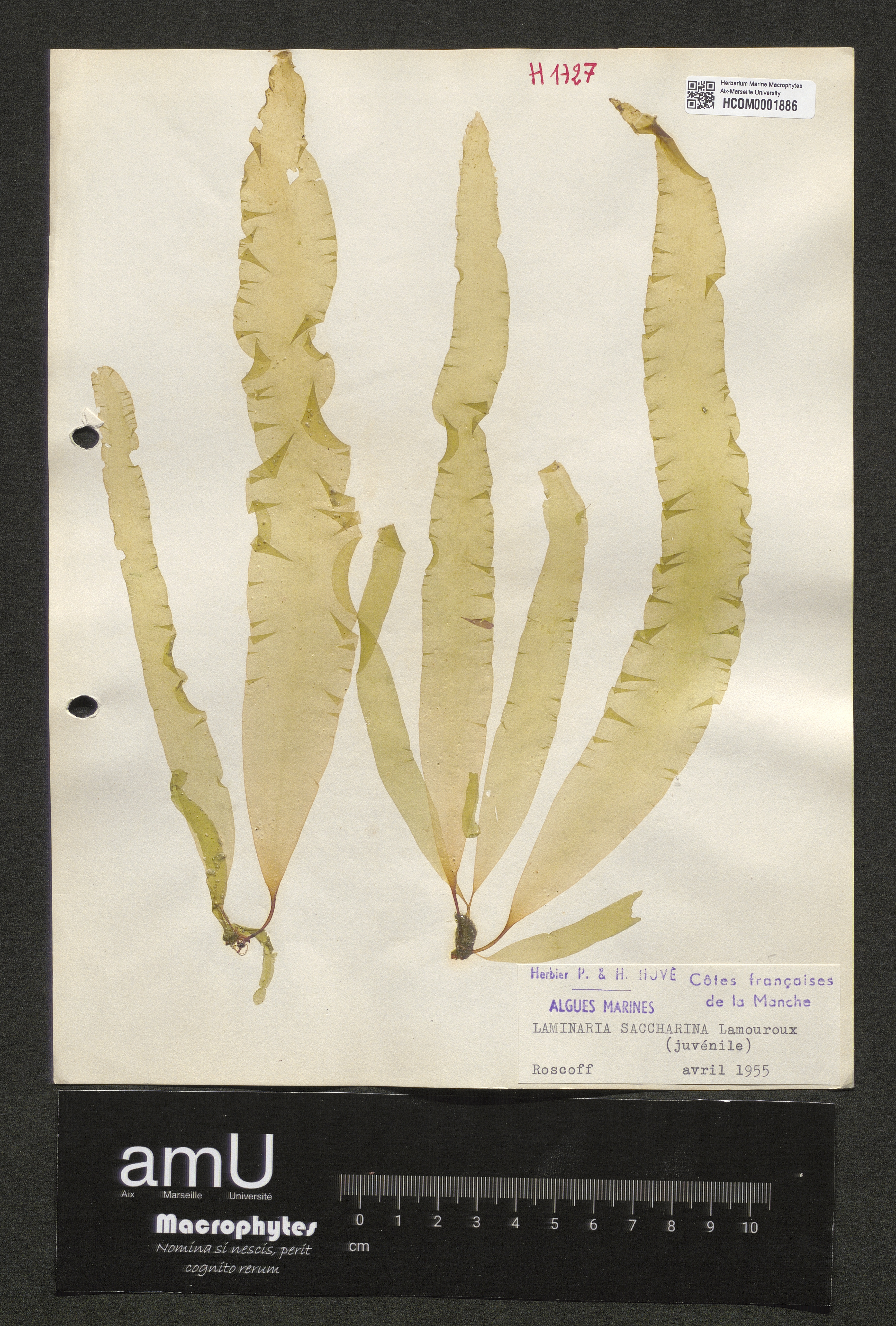 Laminaria saccharina specimen