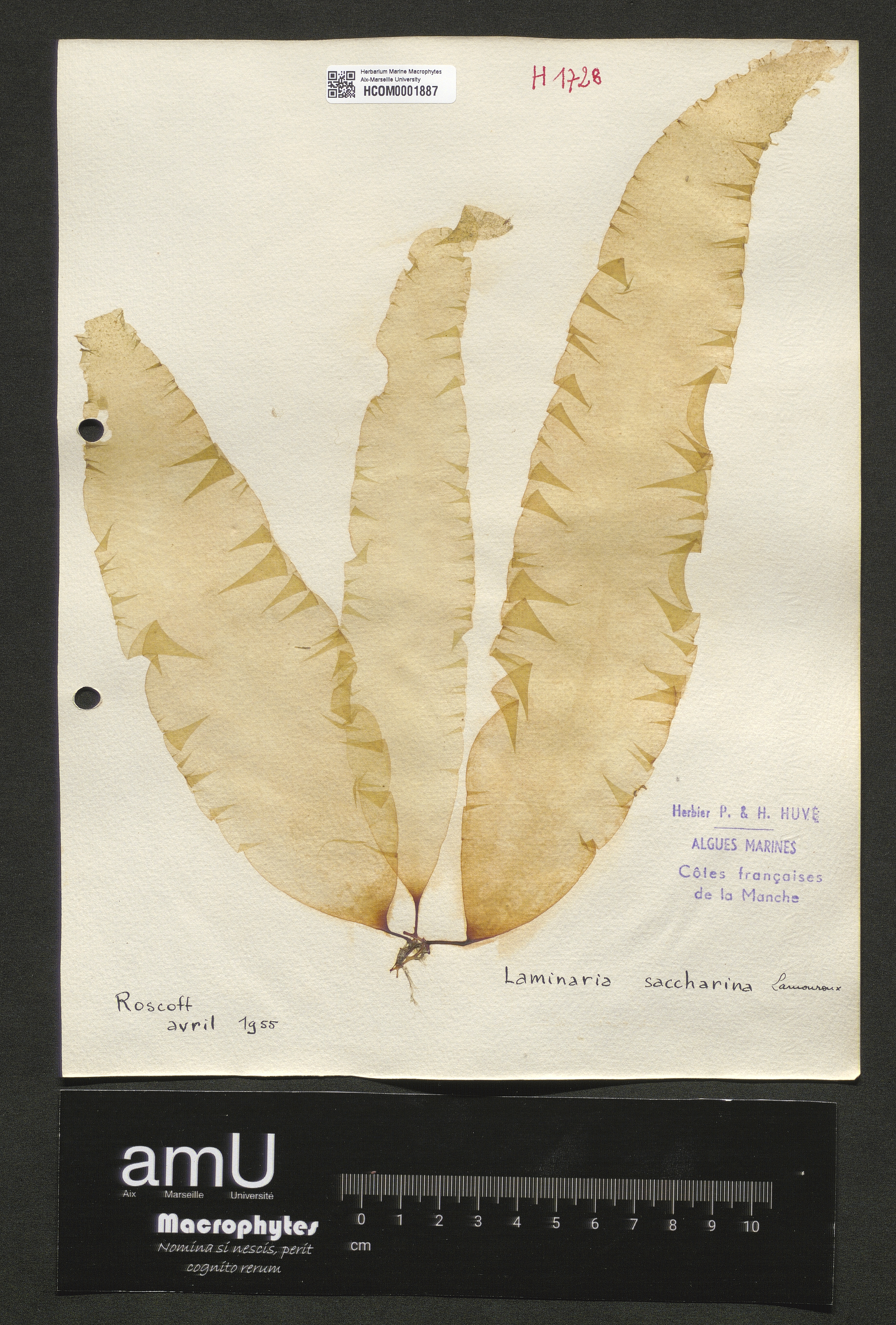 Laminaria saccharina specimen