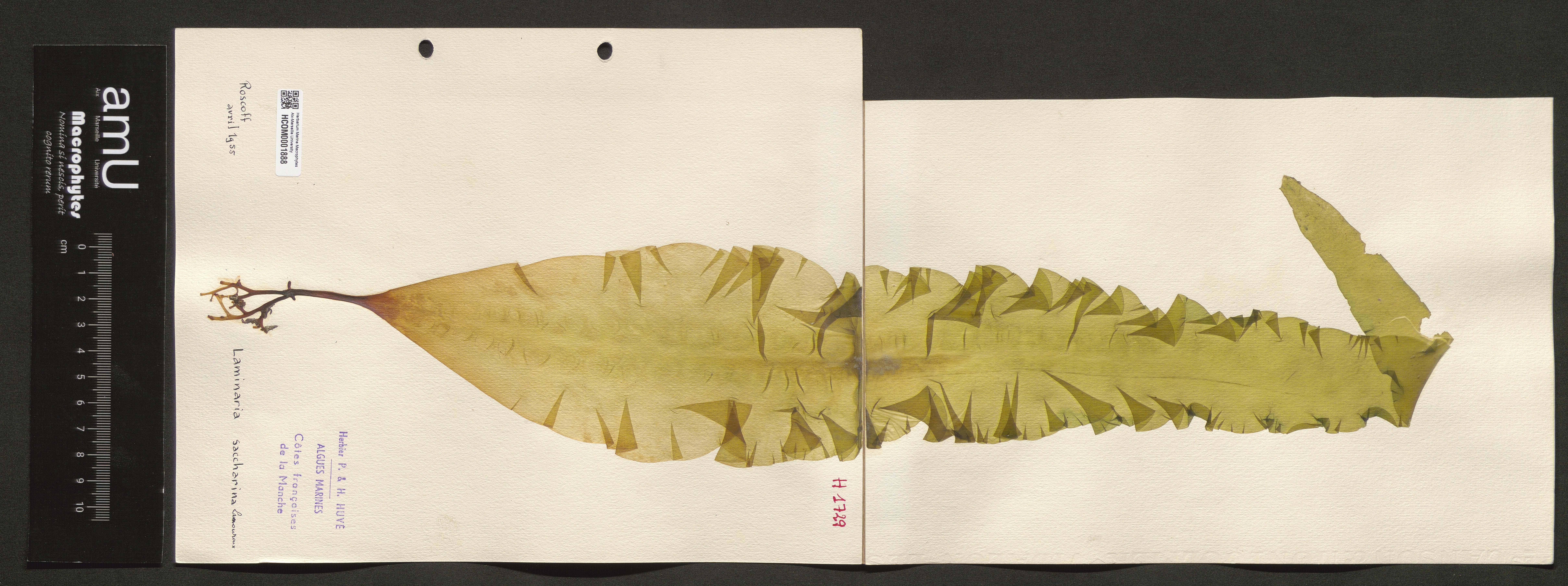 Laminaria saccharina specimen