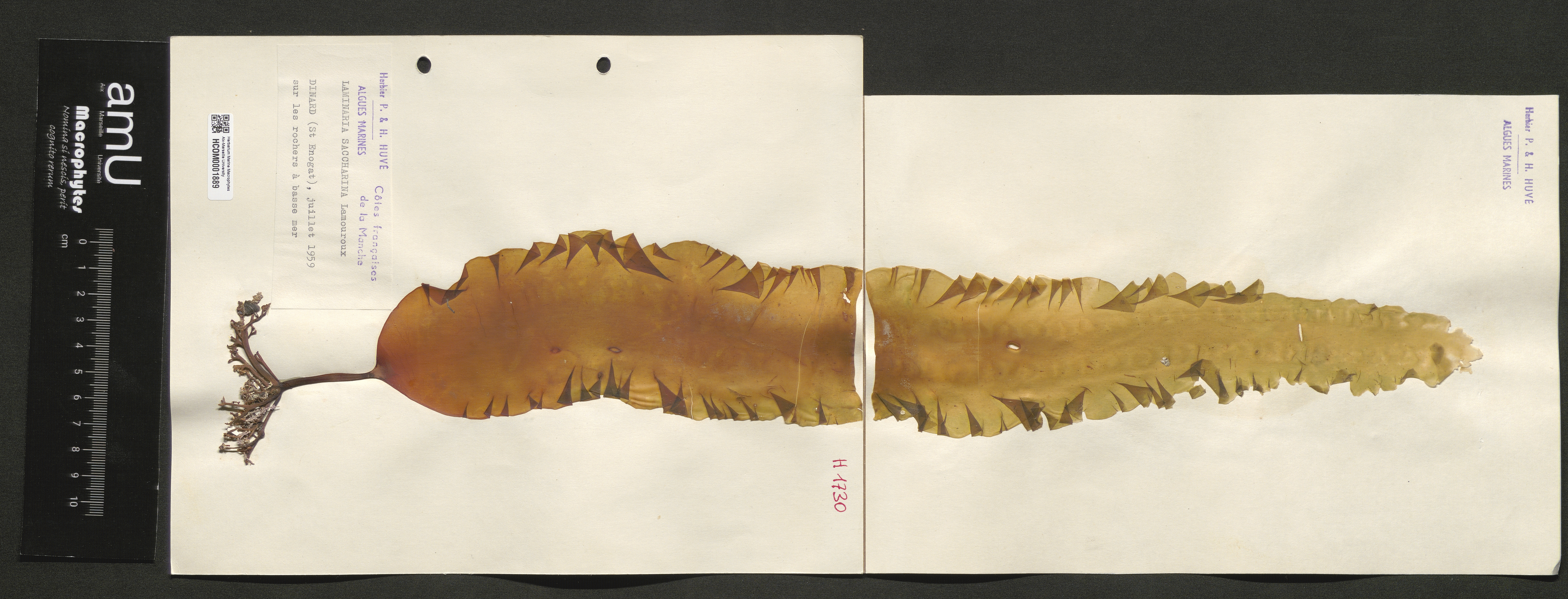 Laminaria saccharina specimen