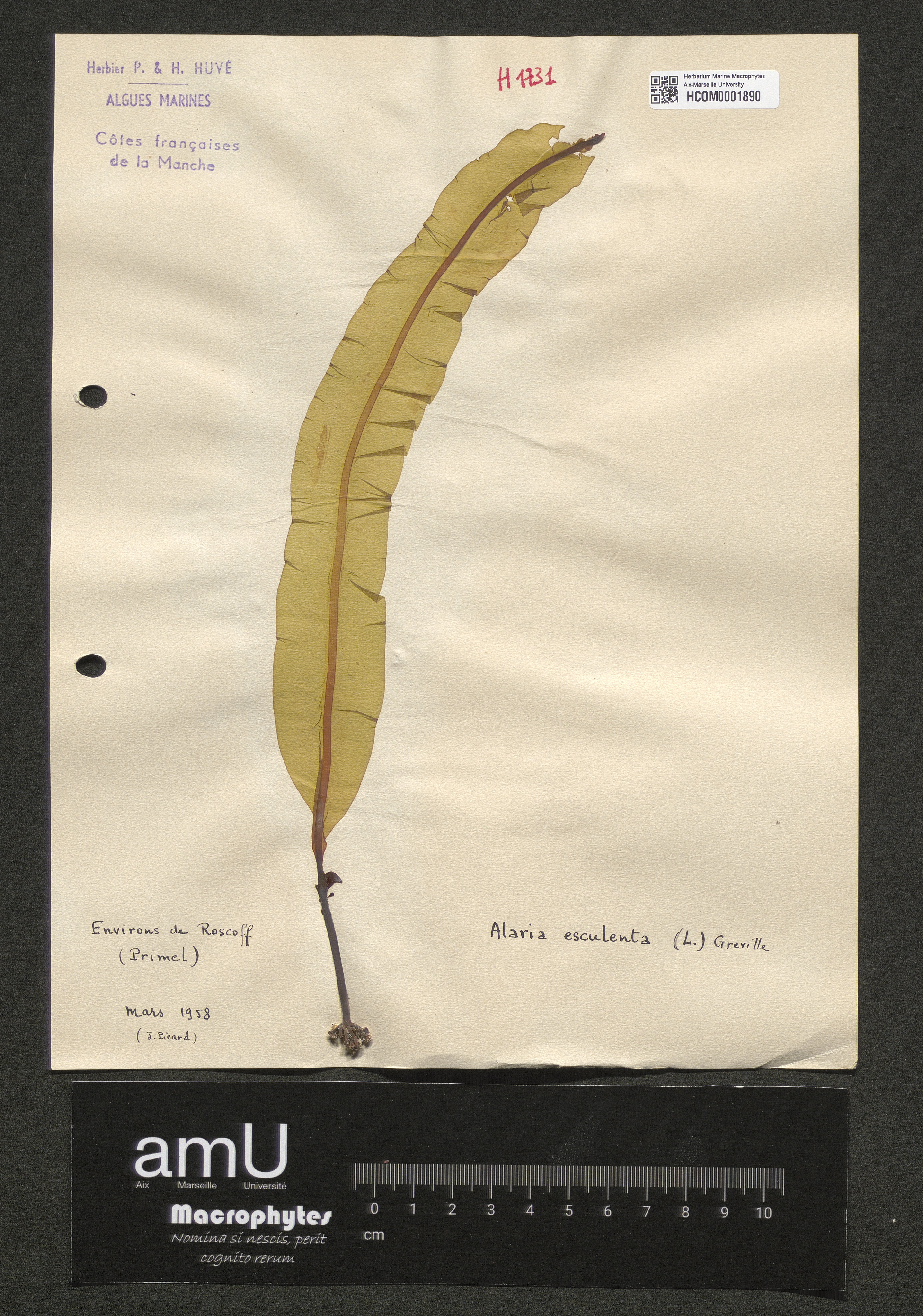 Alaria esculenta specimen