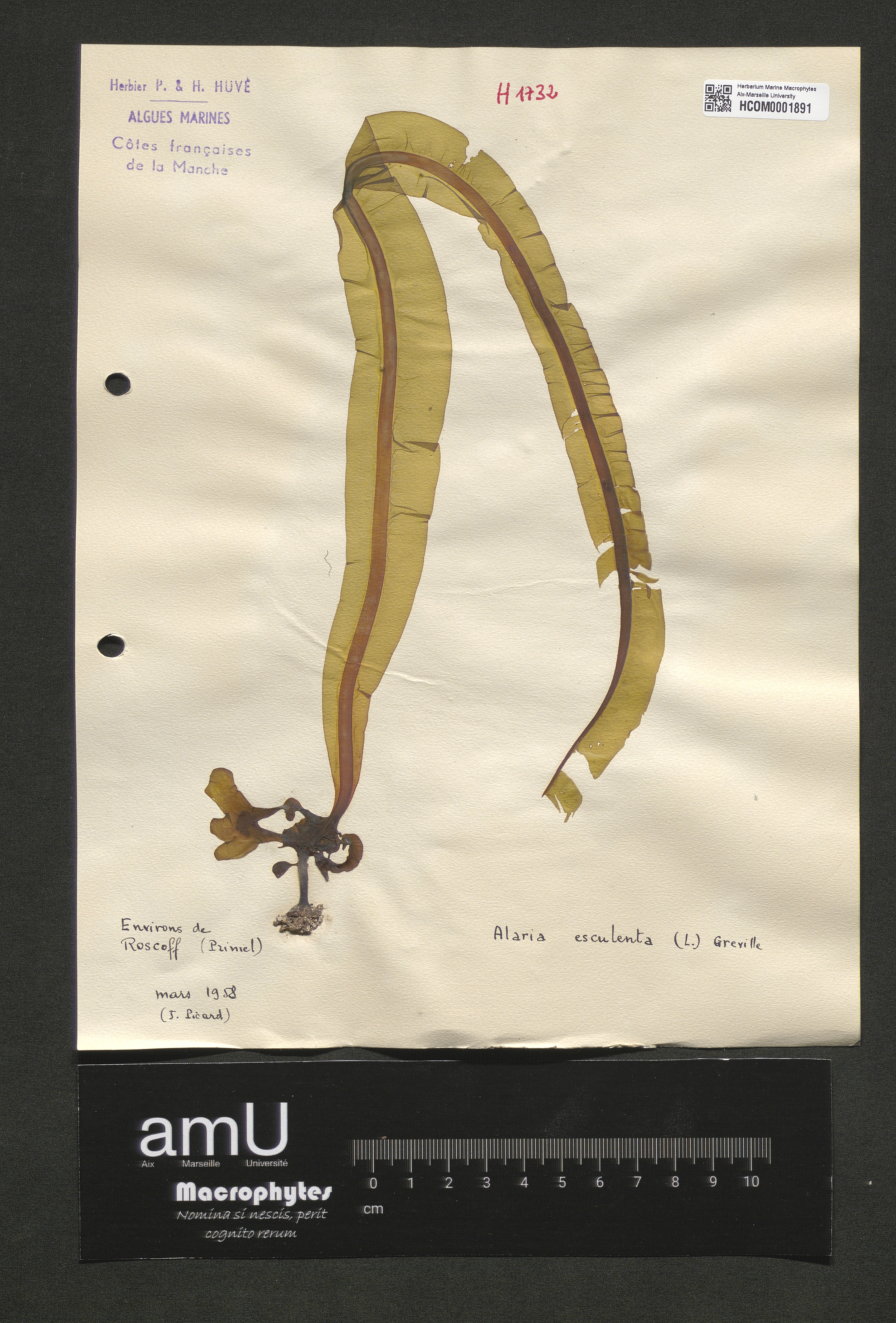 Alaria esculenta specimen