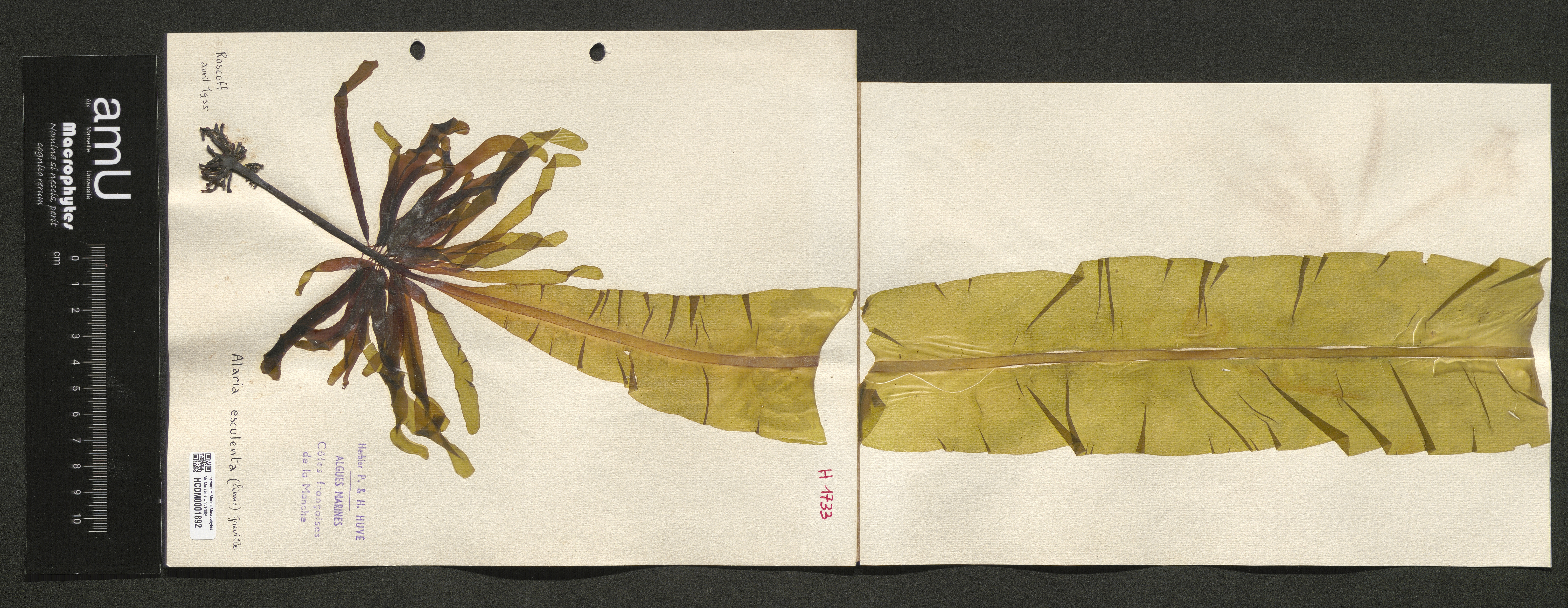 Alaria esculenta specimen