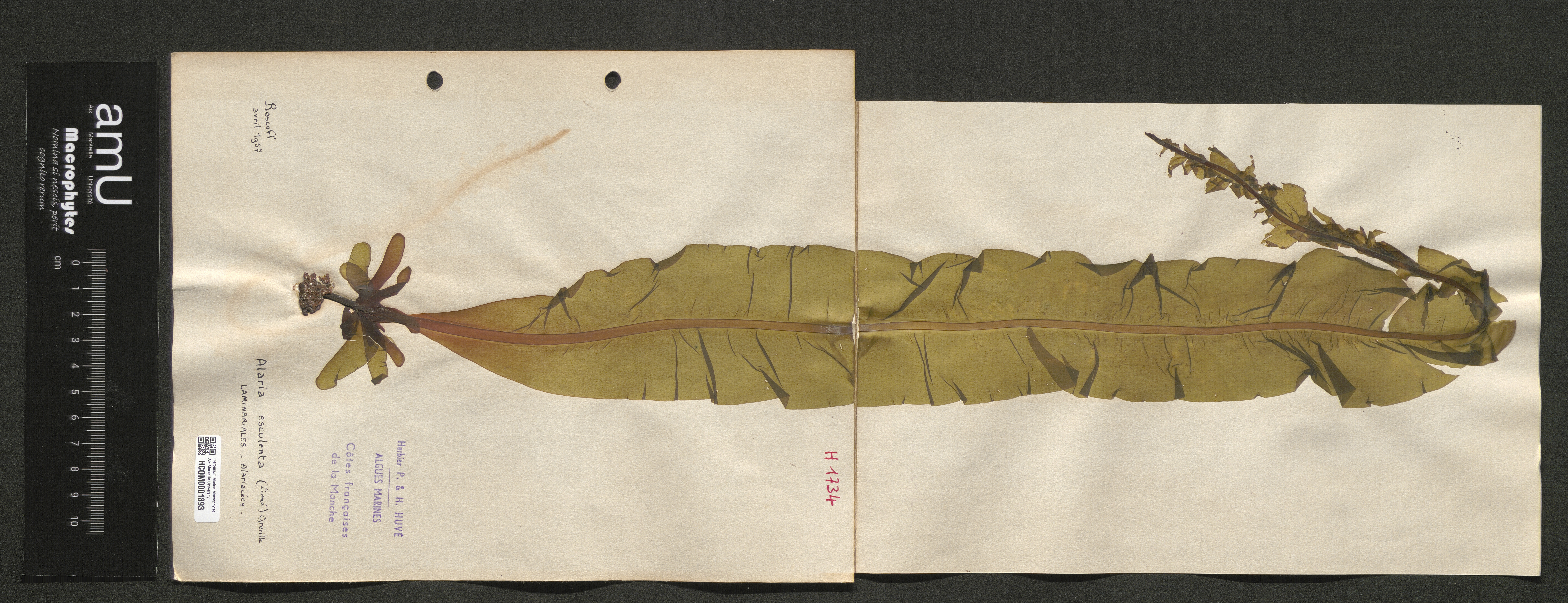 Alaria esculenta specimen