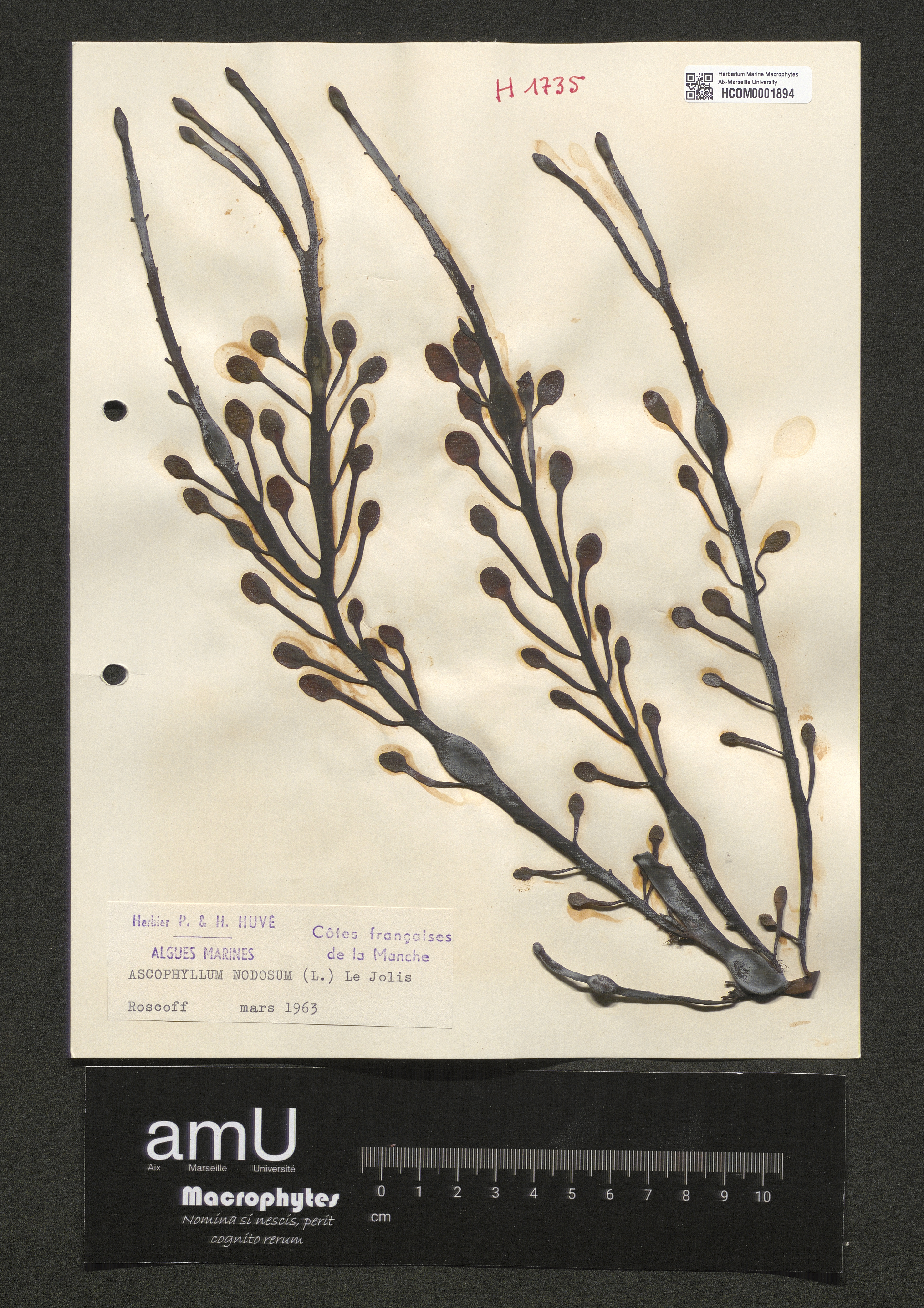 Ascophyllum nodosum specimen