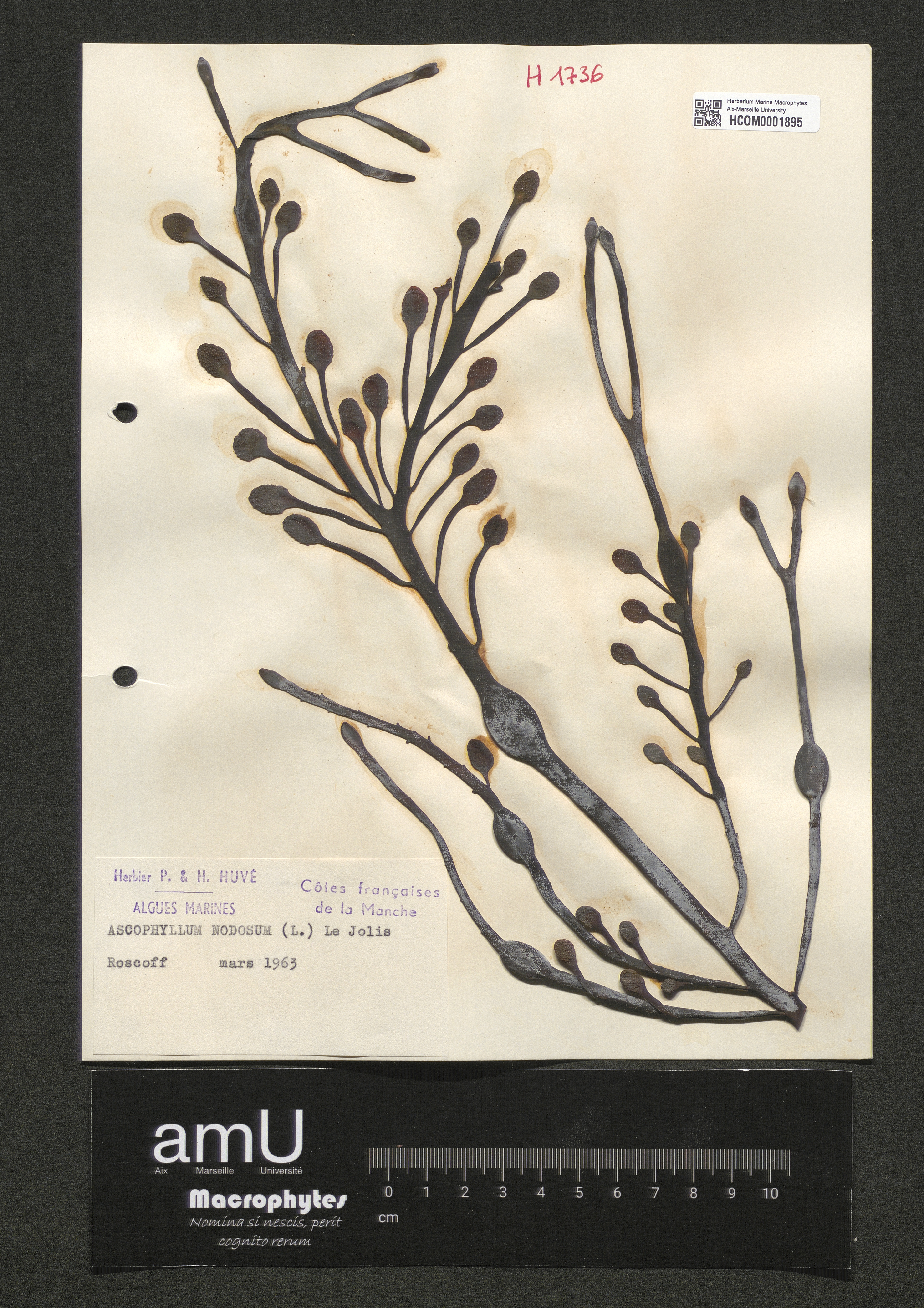 Ascophyllum nodosum specimen
