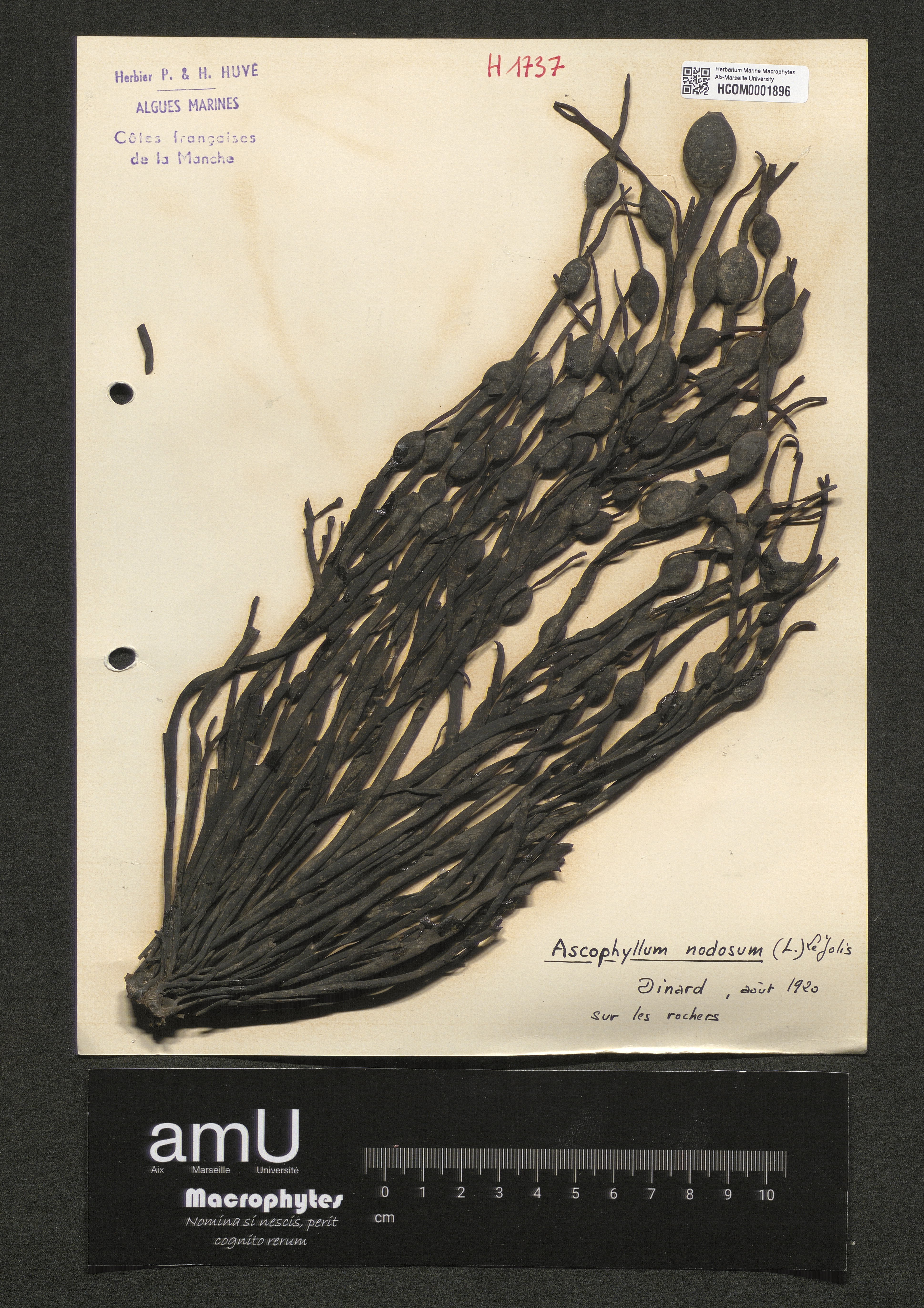 Ascophyllum nodosum specimen