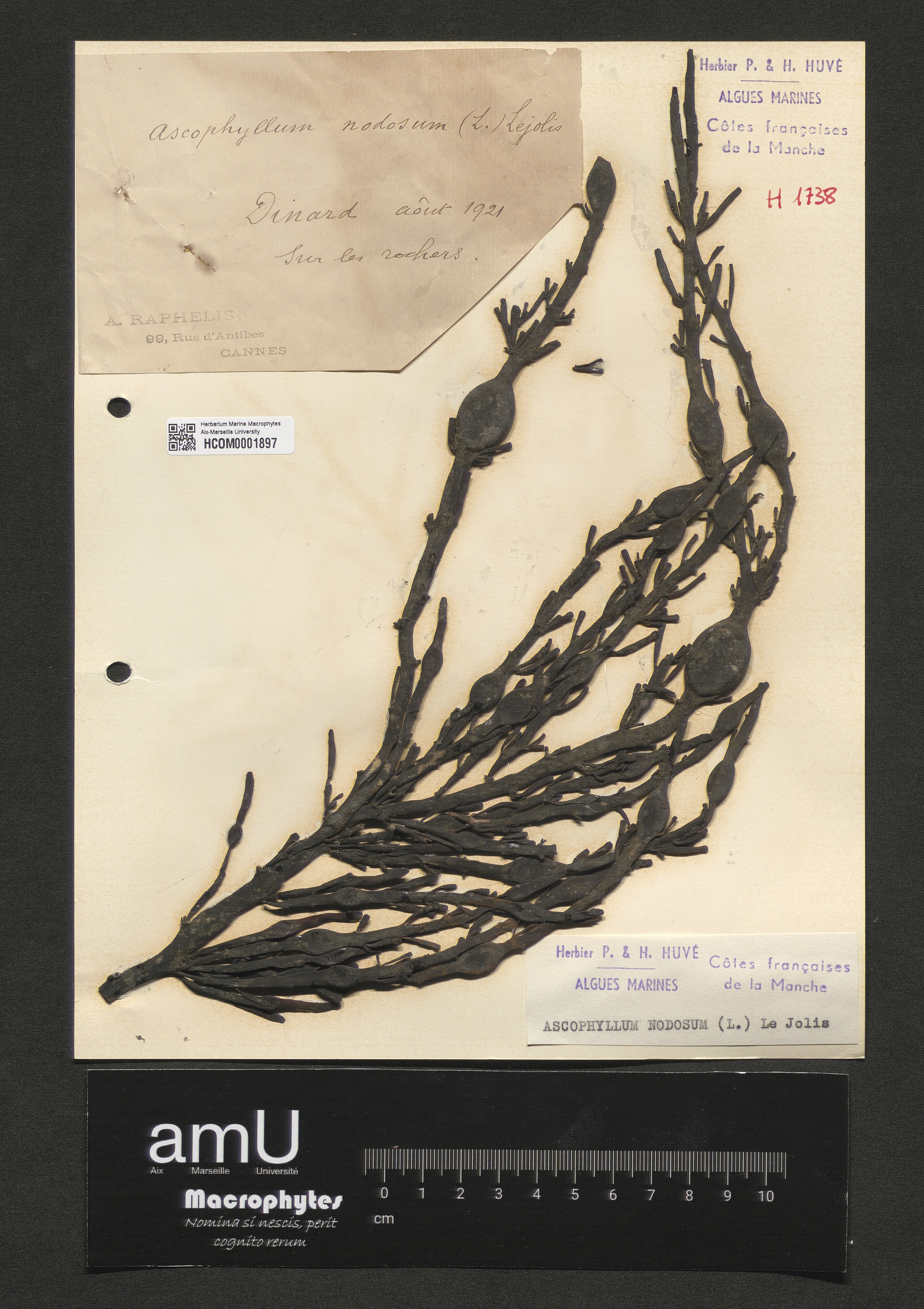 Ascophyllum nodosum specimen
