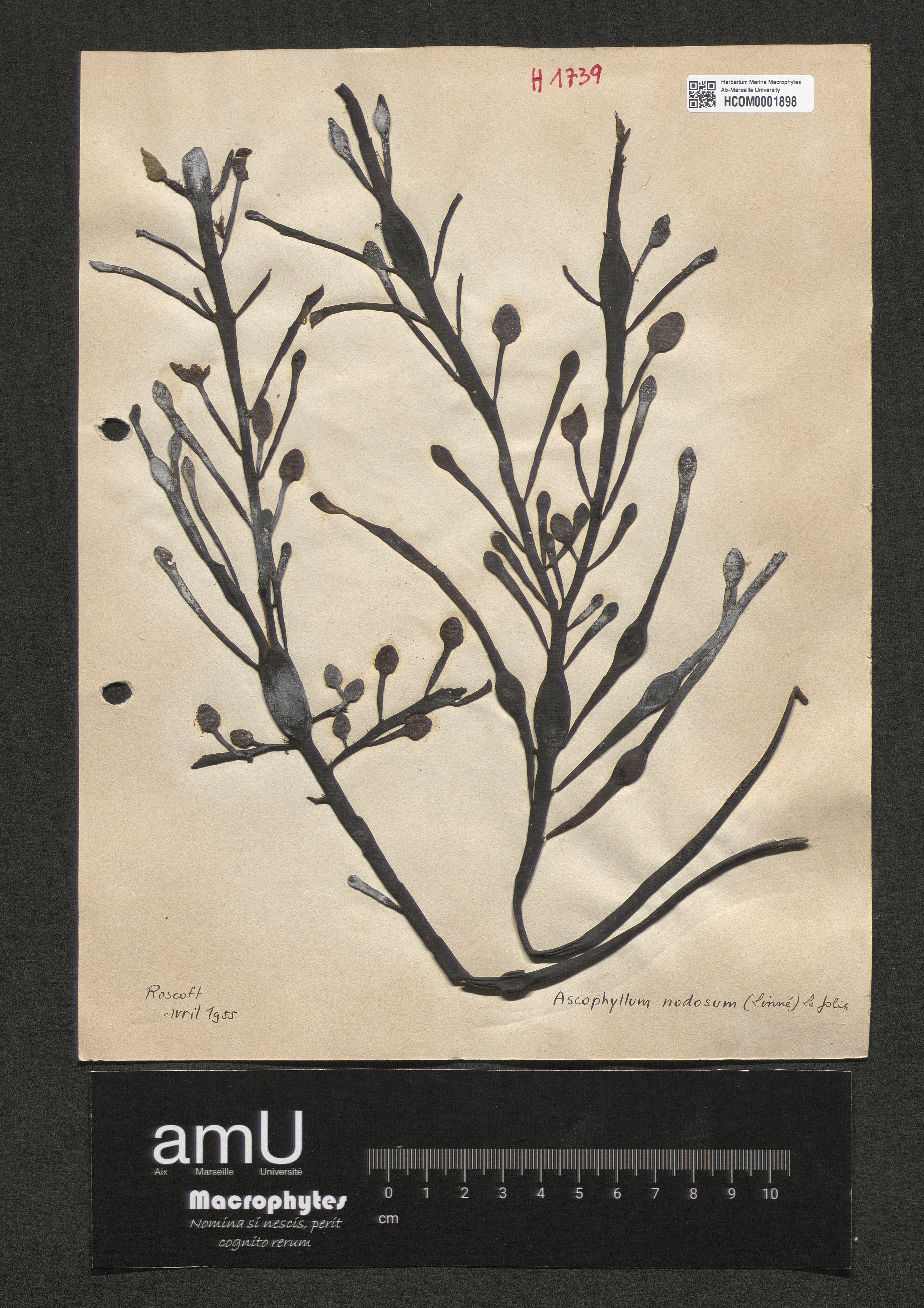 Ascophyllum nodosum specimen
