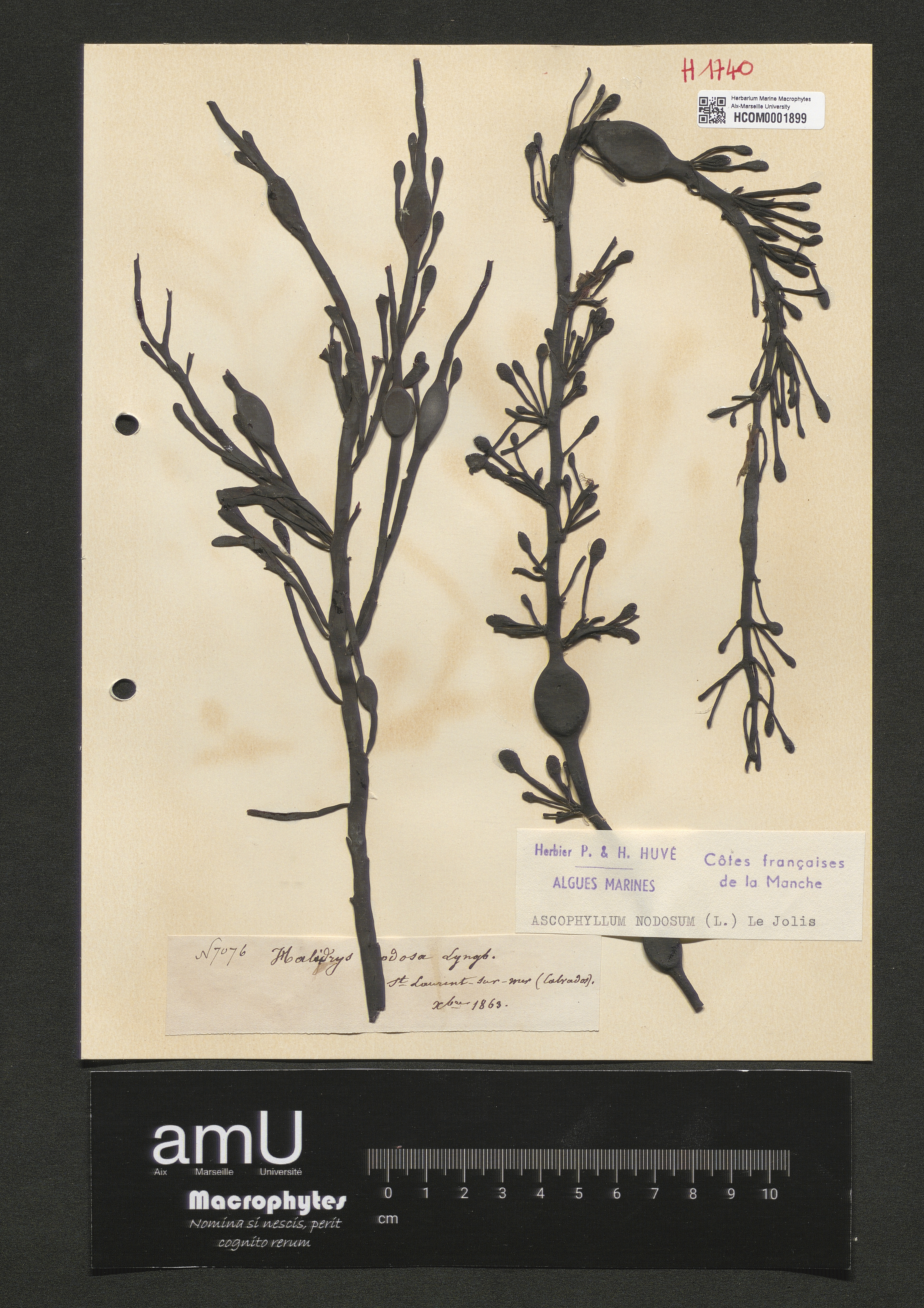 Ascophyllum nodosum specimen