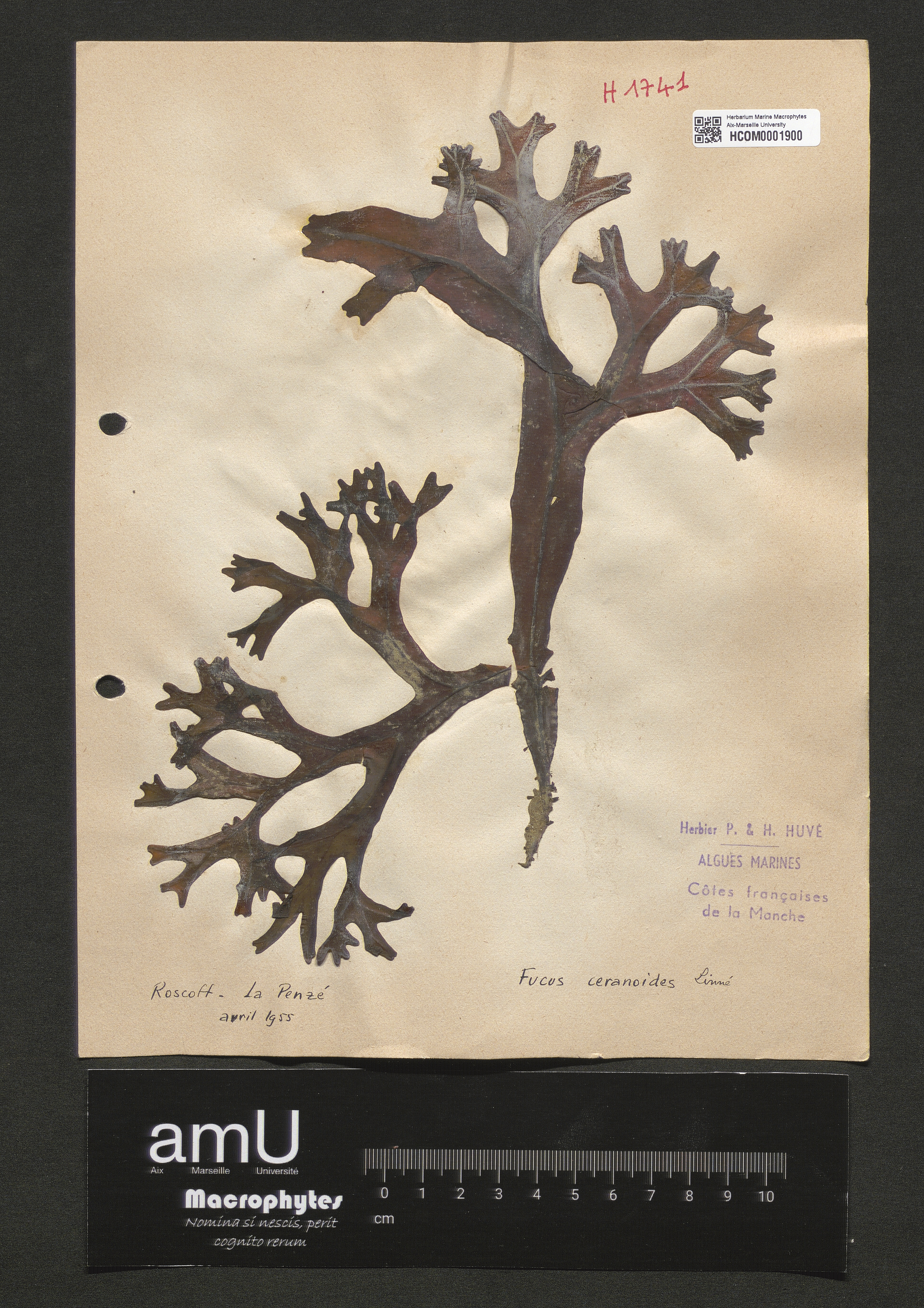 Fucus ceranoides specimen