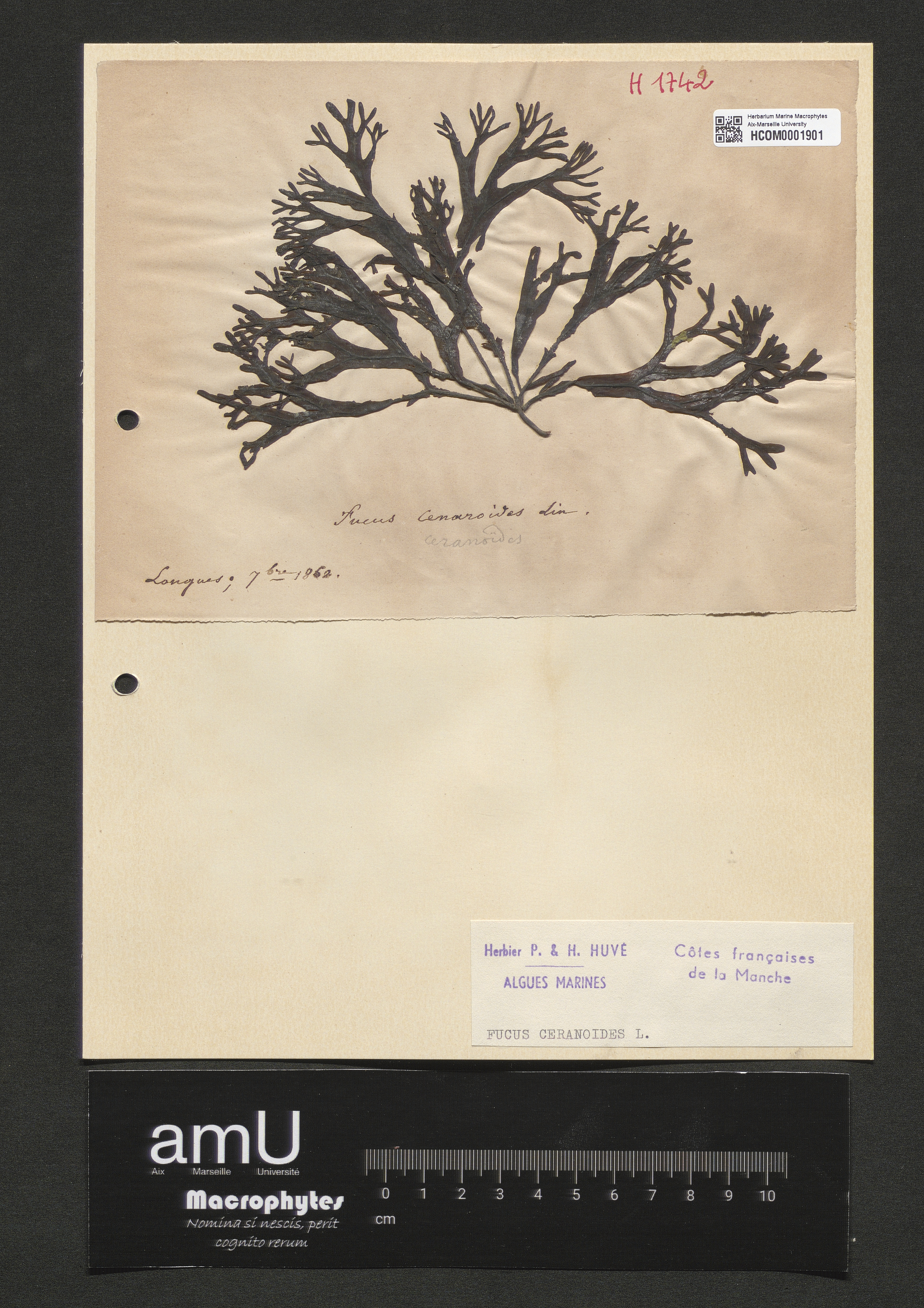Fucus ceranoides specimen