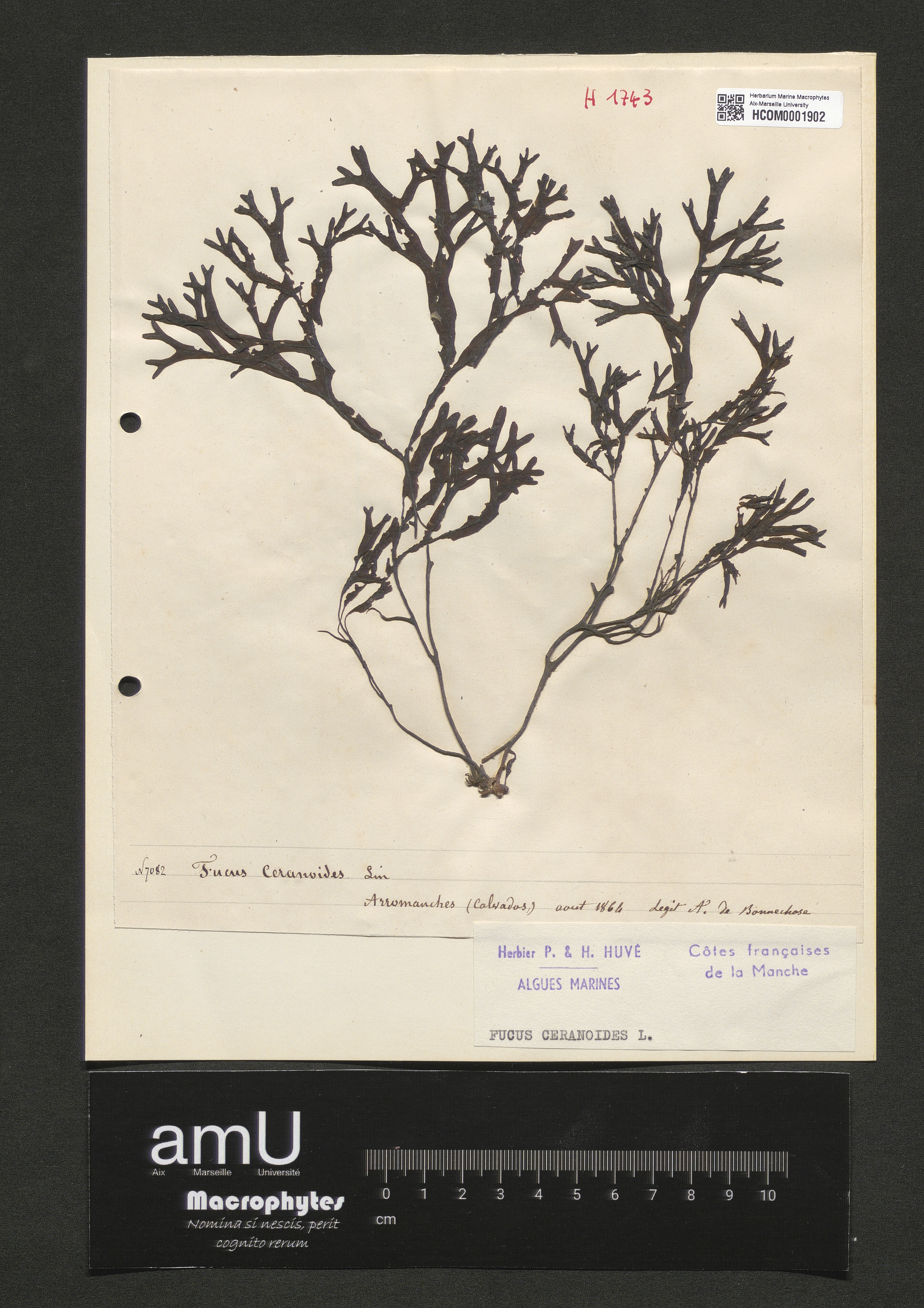 Fucus ceranoides specimen