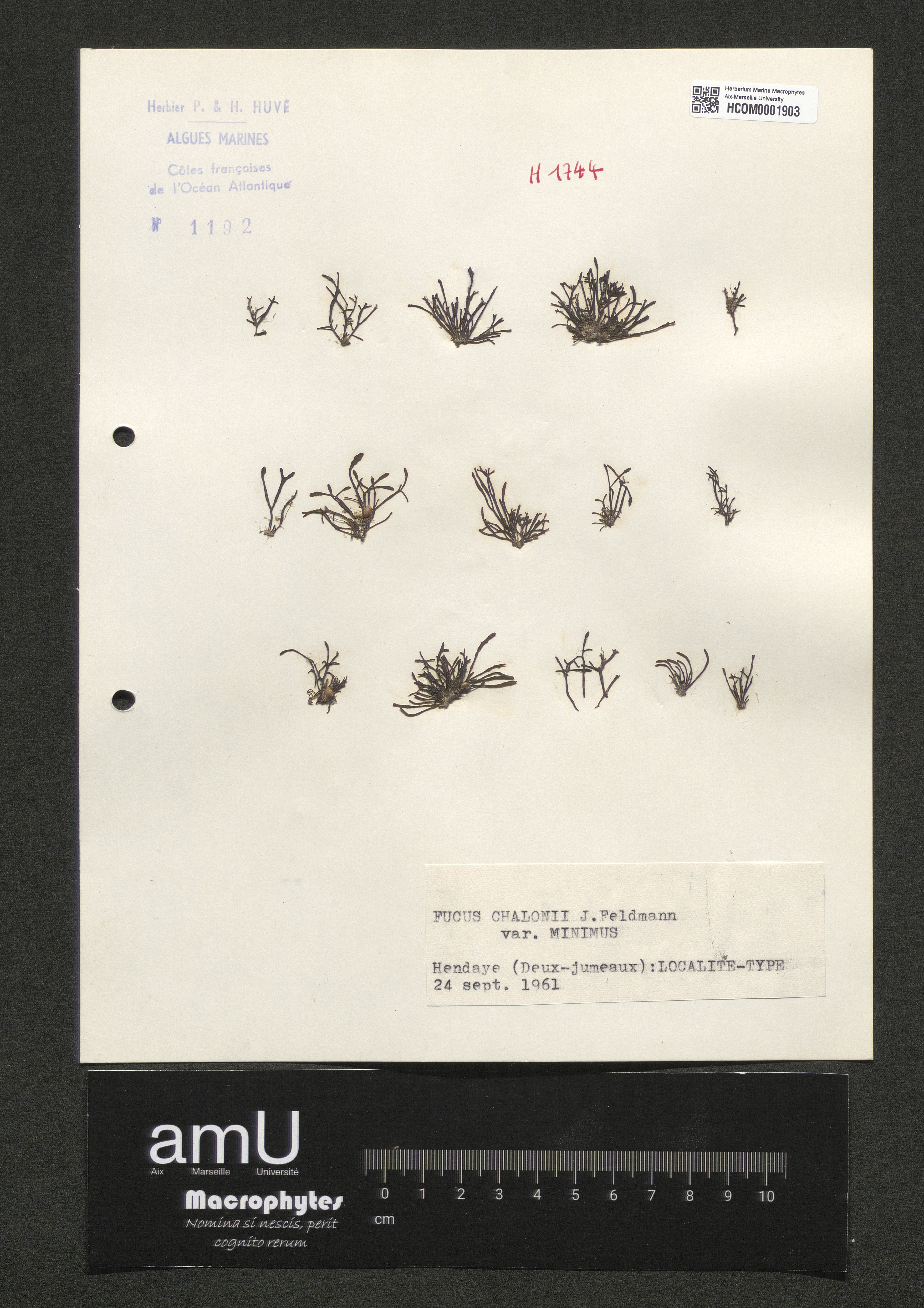 Fucus chalonii var. minimus specimen