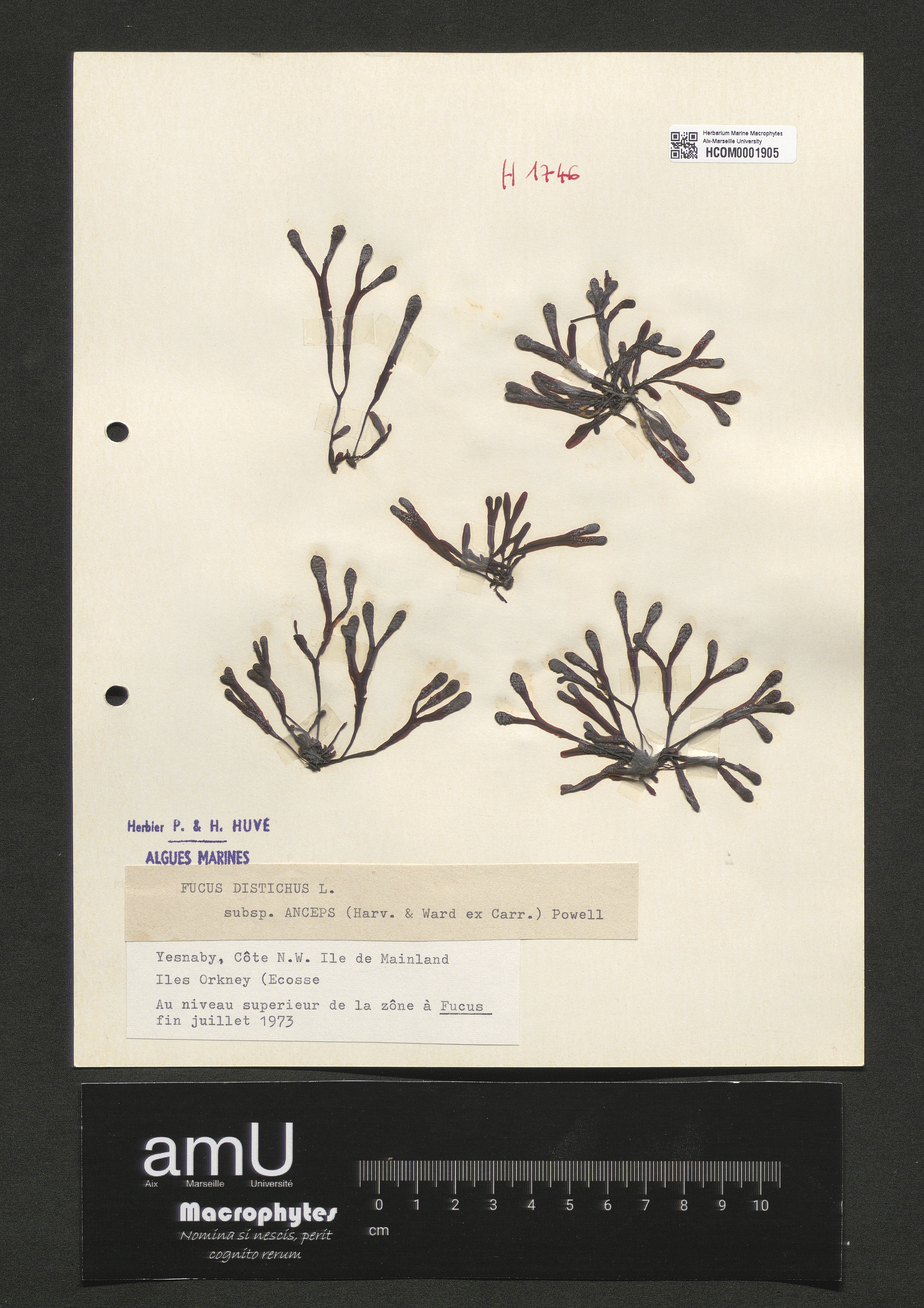 Fucus distichus subsp. anceps specimen