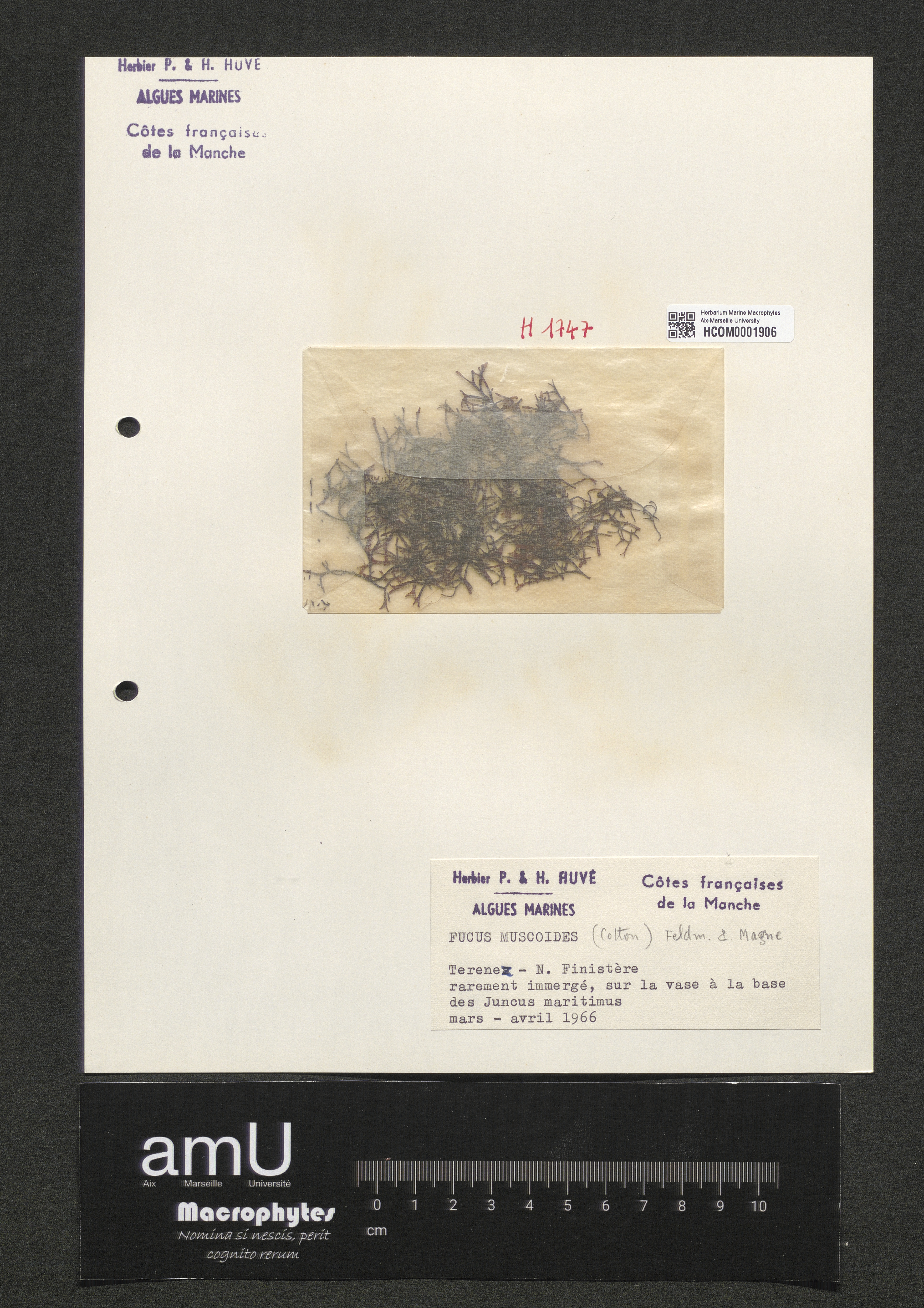 Fucus muscoides specimen