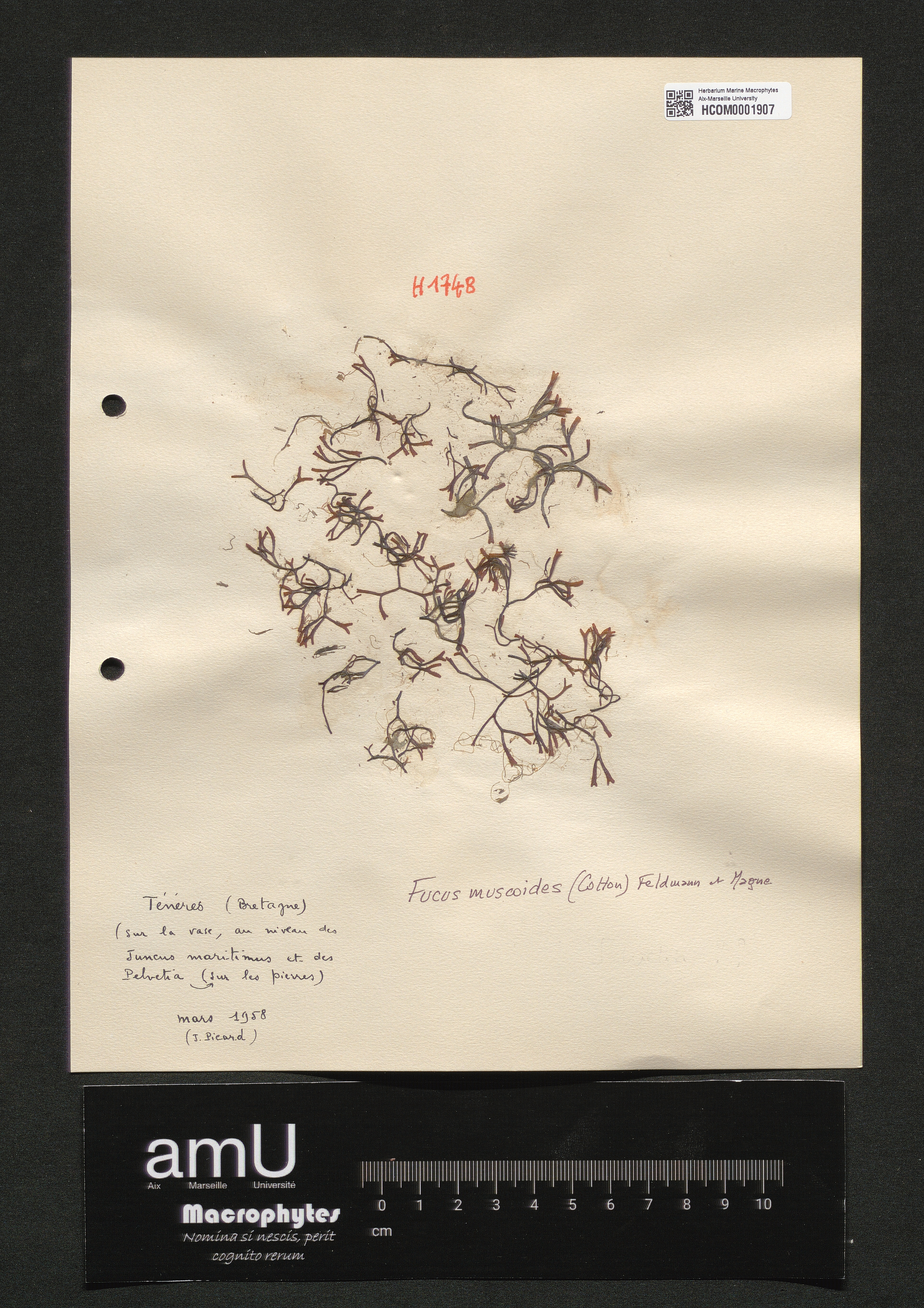 Fucus muscoides specimen