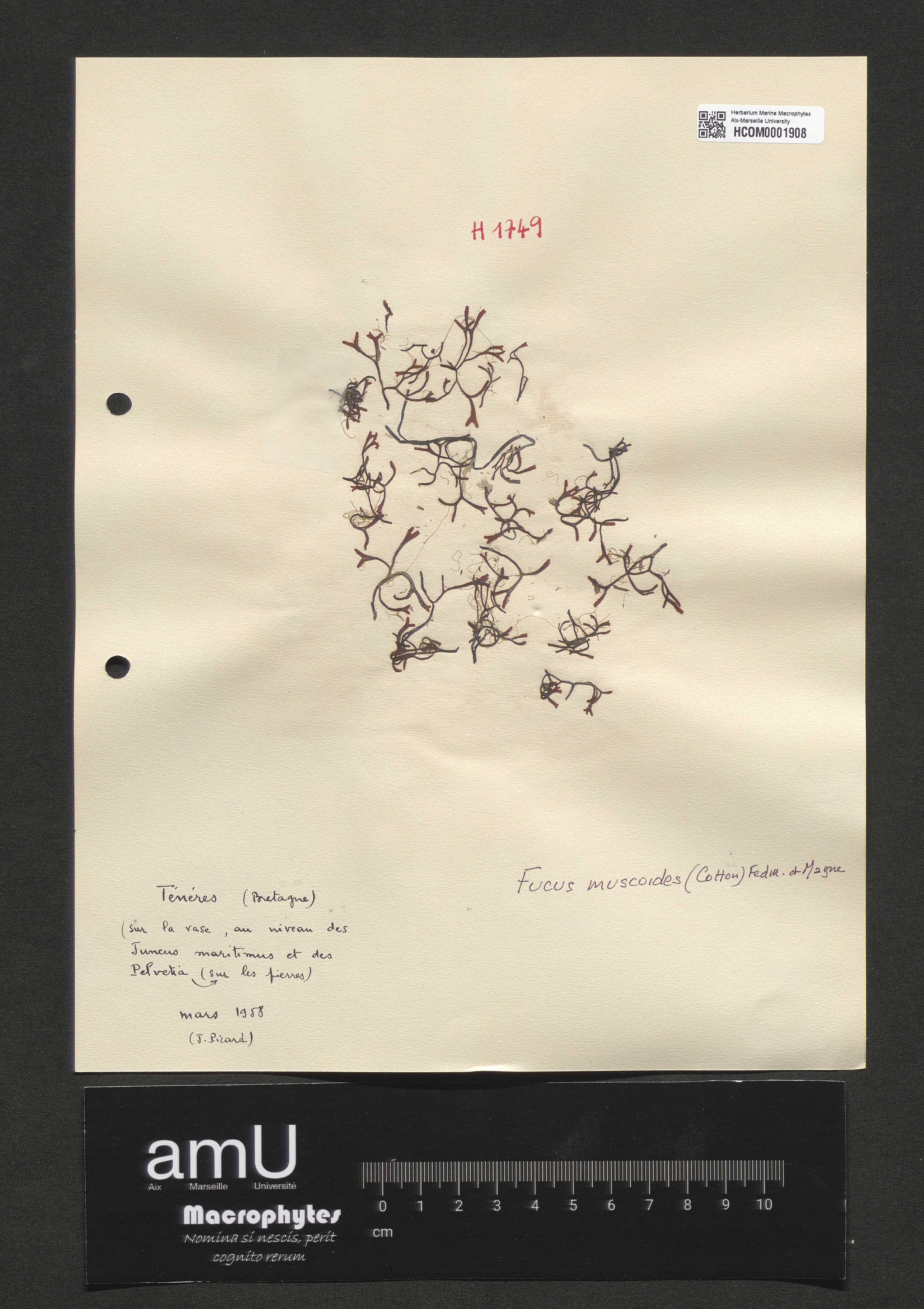 Fucus muscoides specimen