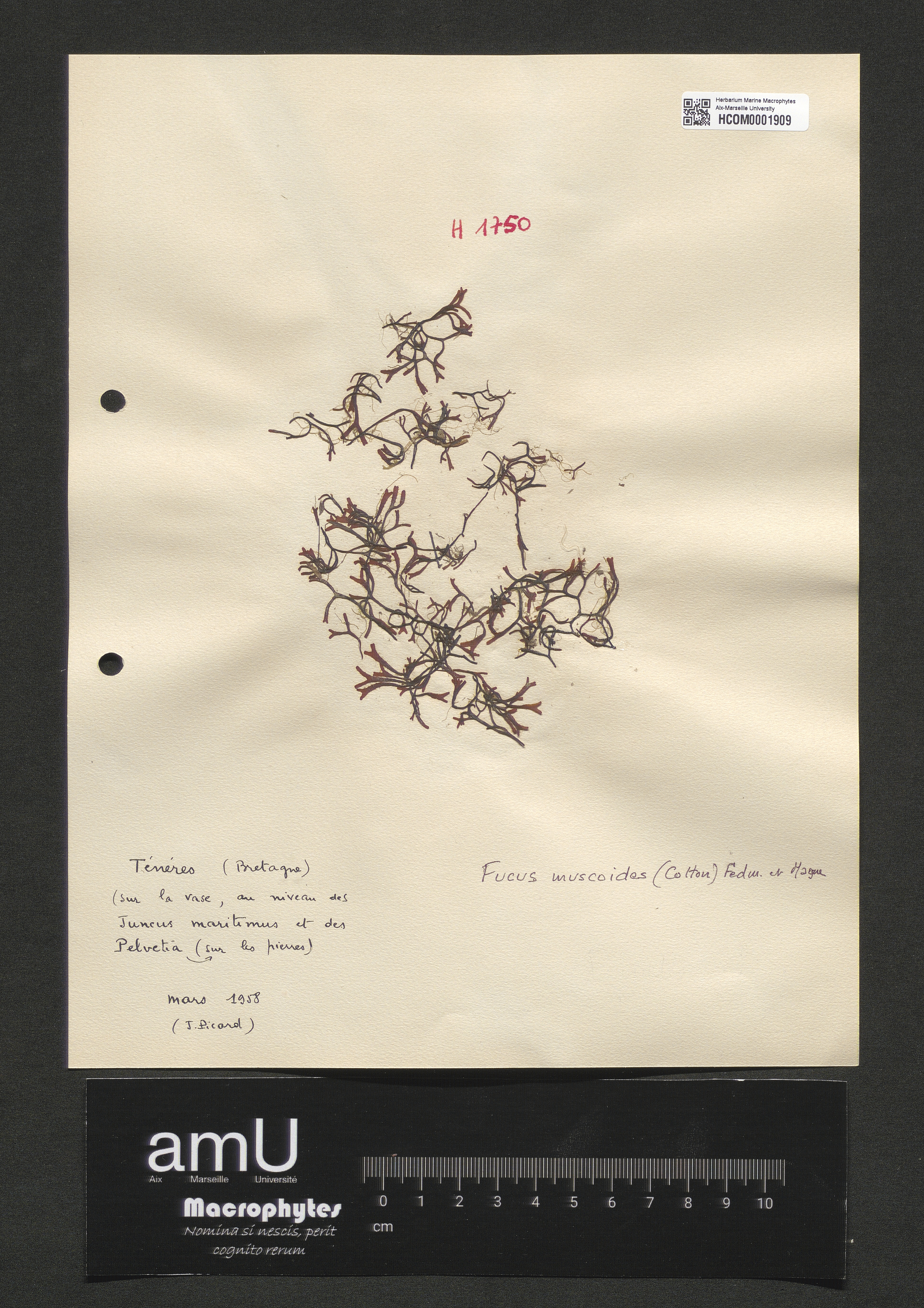 Fucus muscoides specimen
